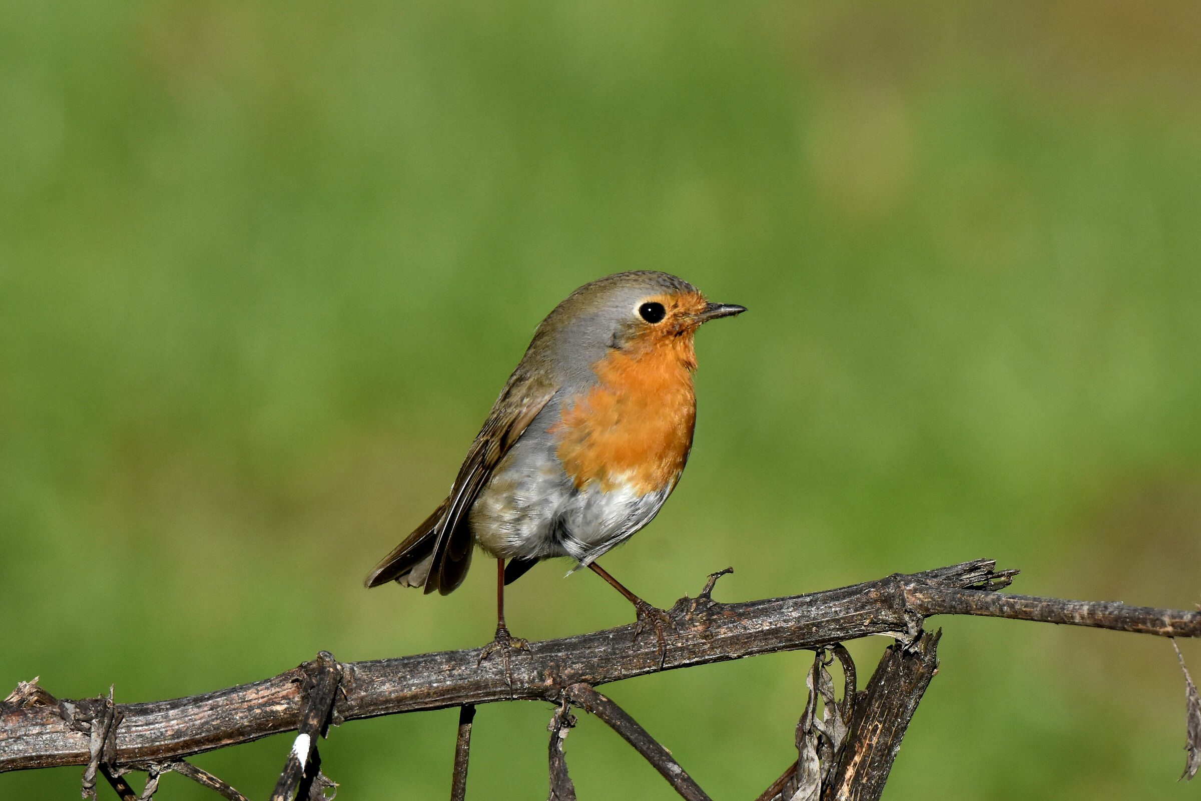 Visitatore invernale