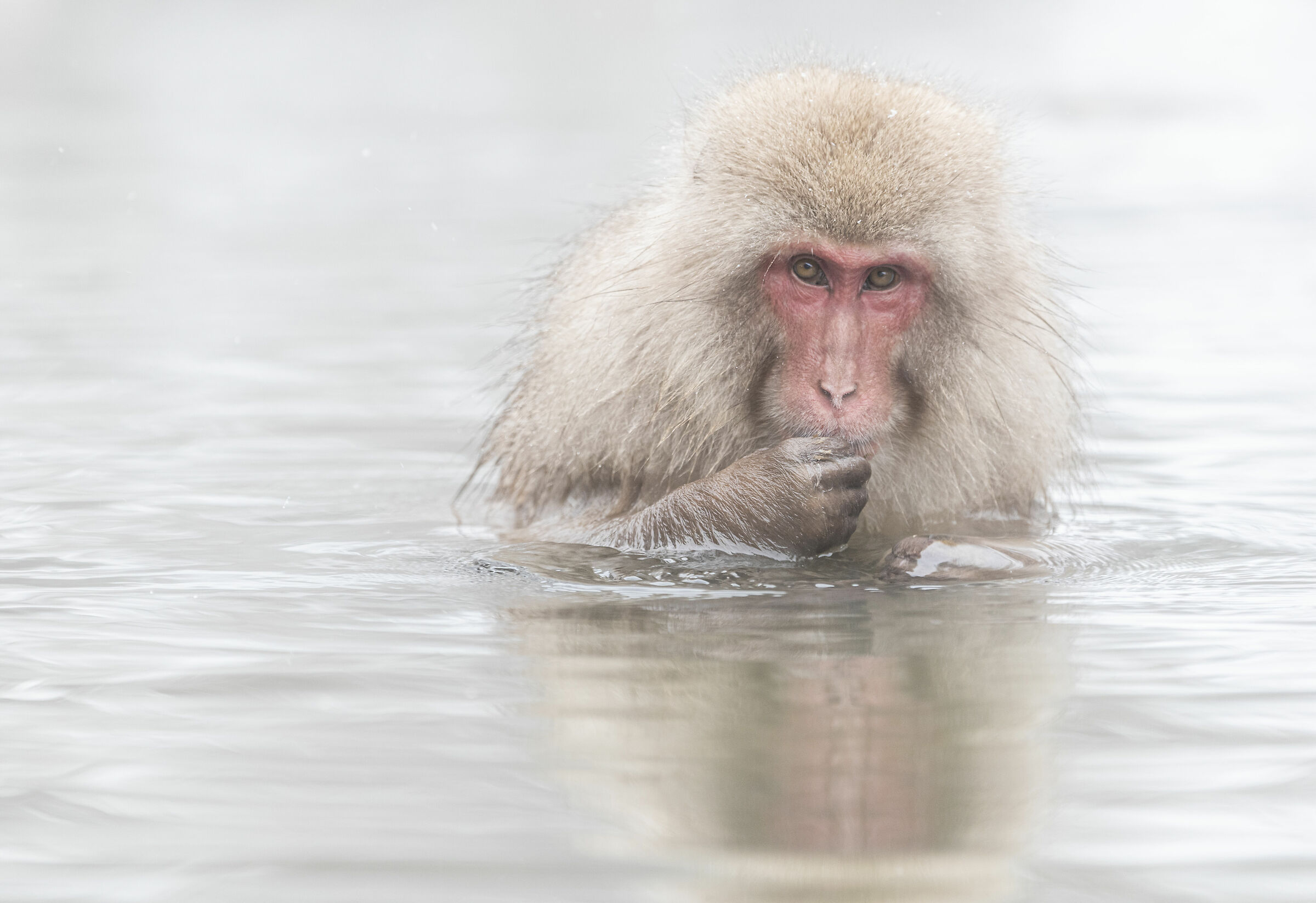 macaque spa