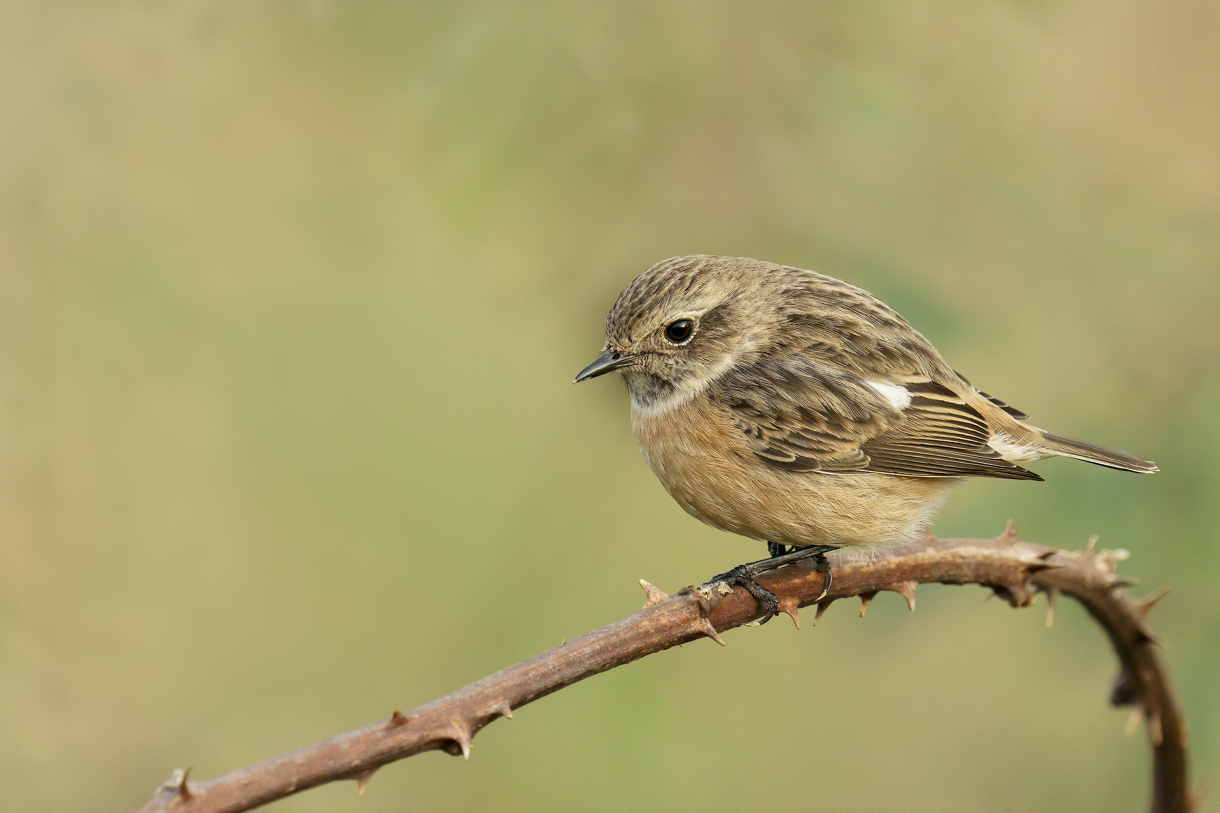 Saltimpalo (Saxixola rubicola)