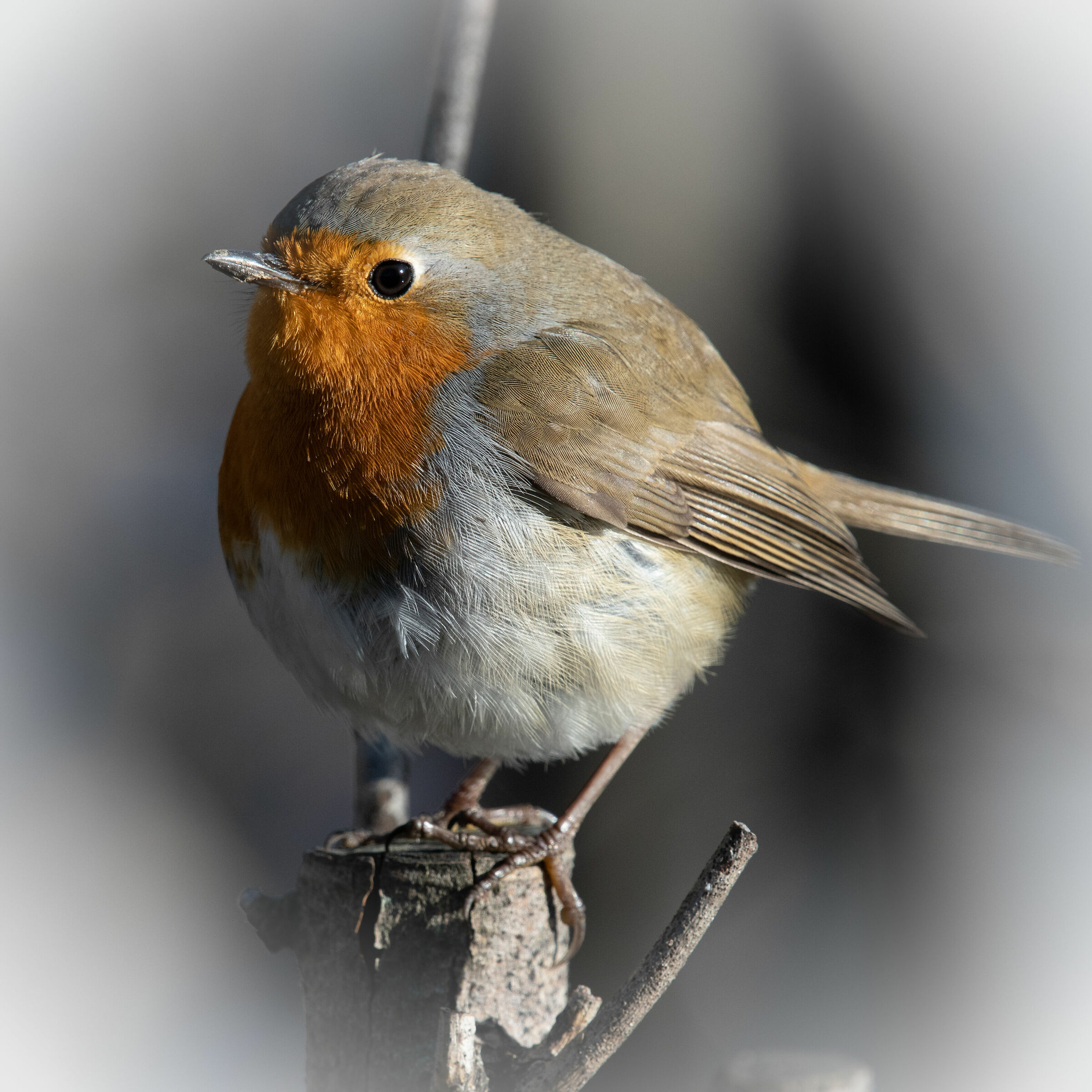 The Robin Friend