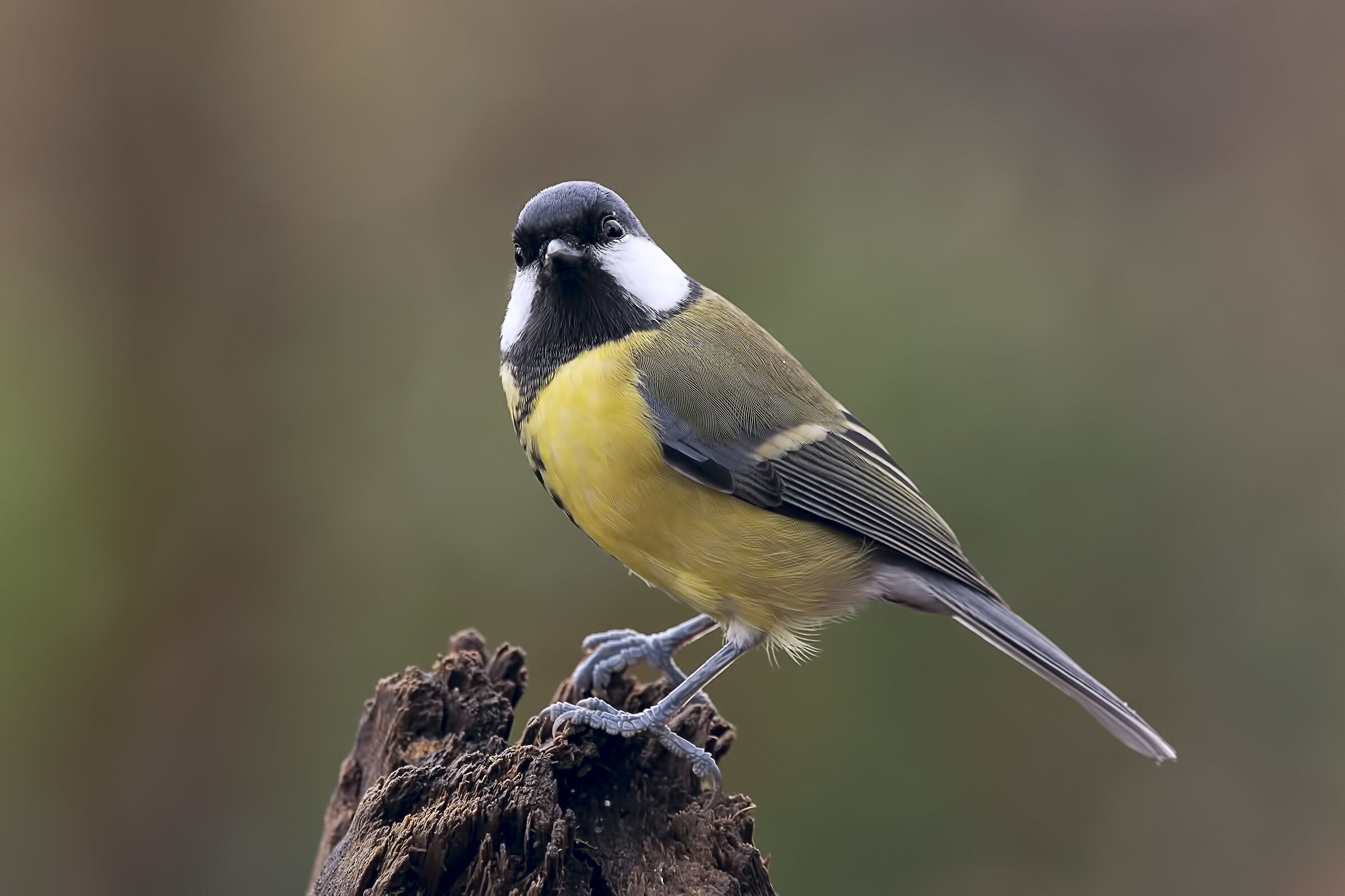 Parus major show