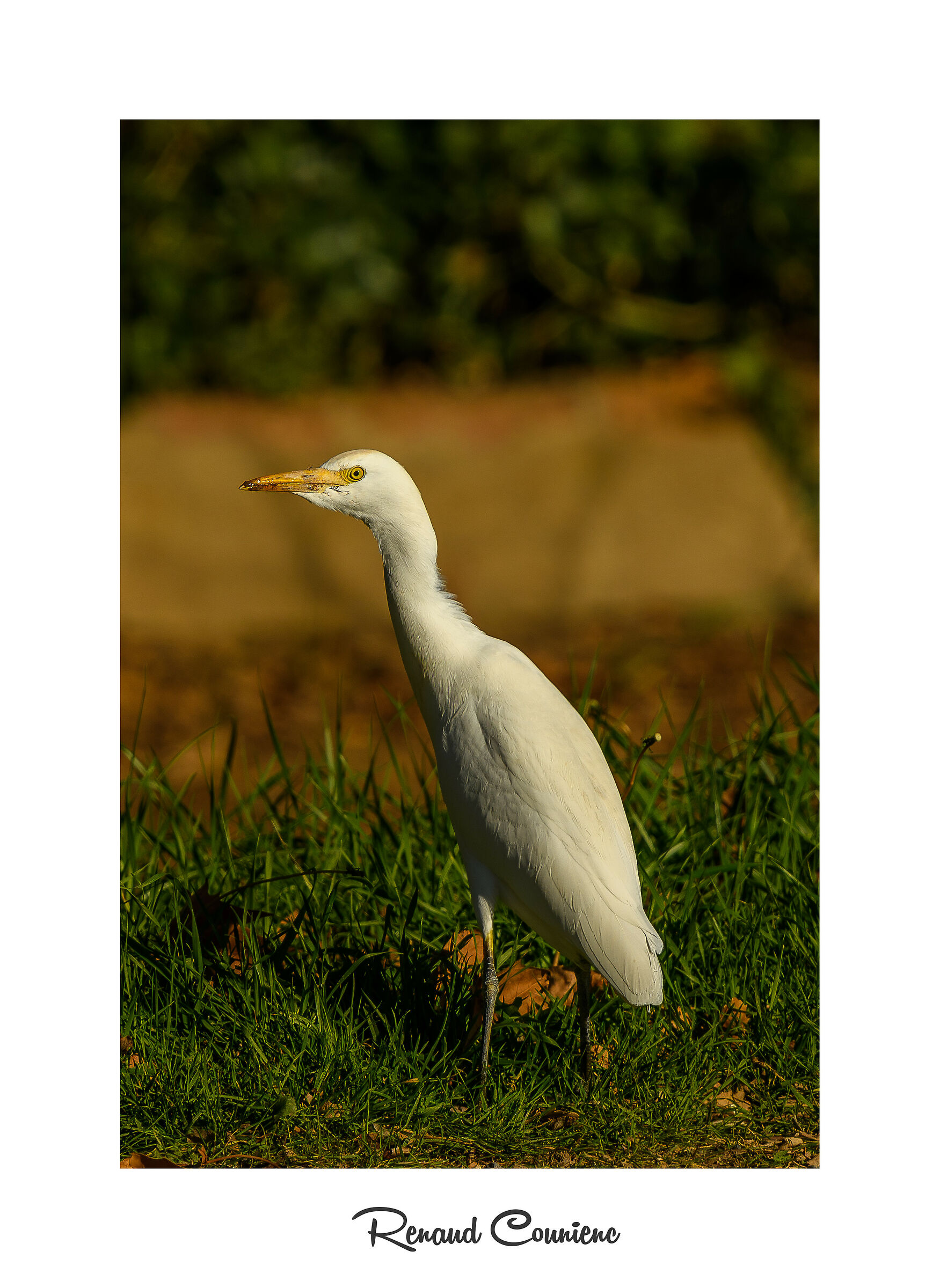 Bubulcus ibis