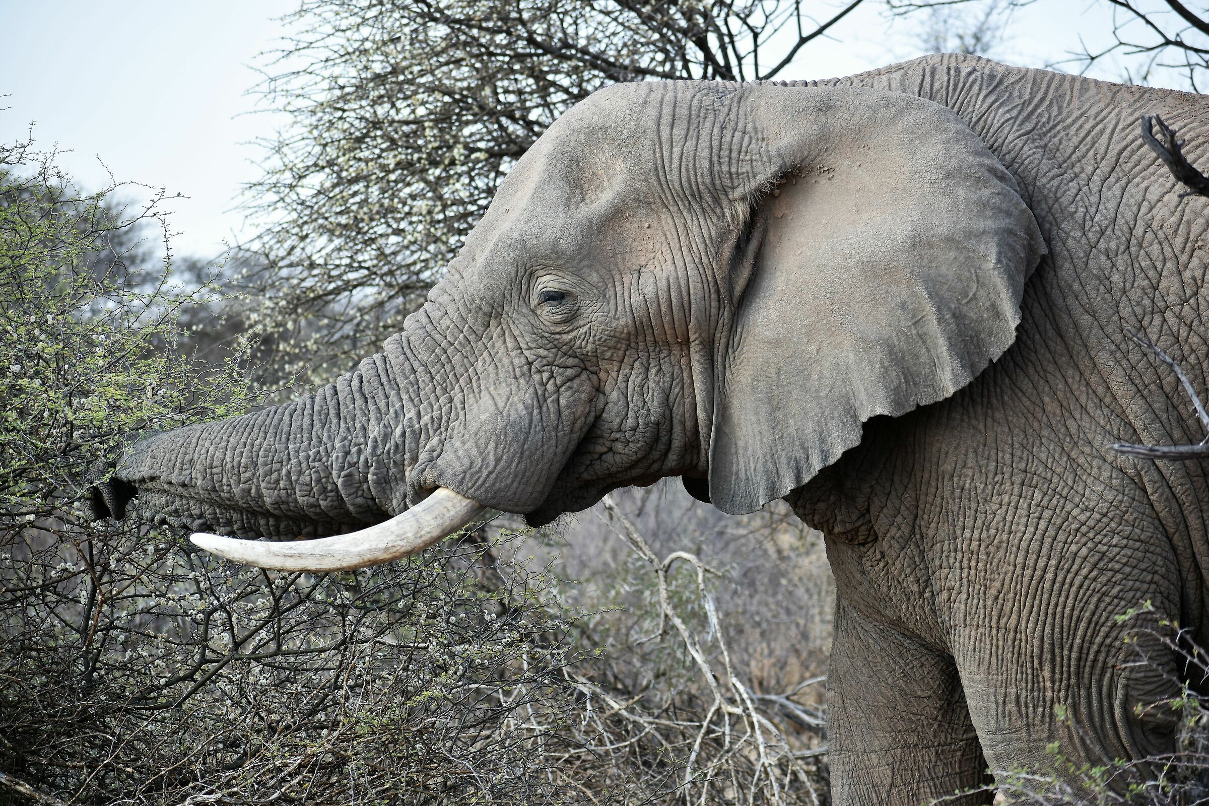 Elephant portrait!