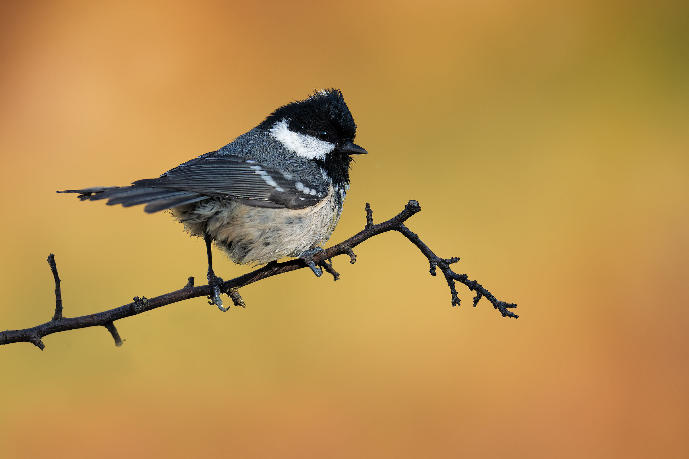 Blackberry after the bath