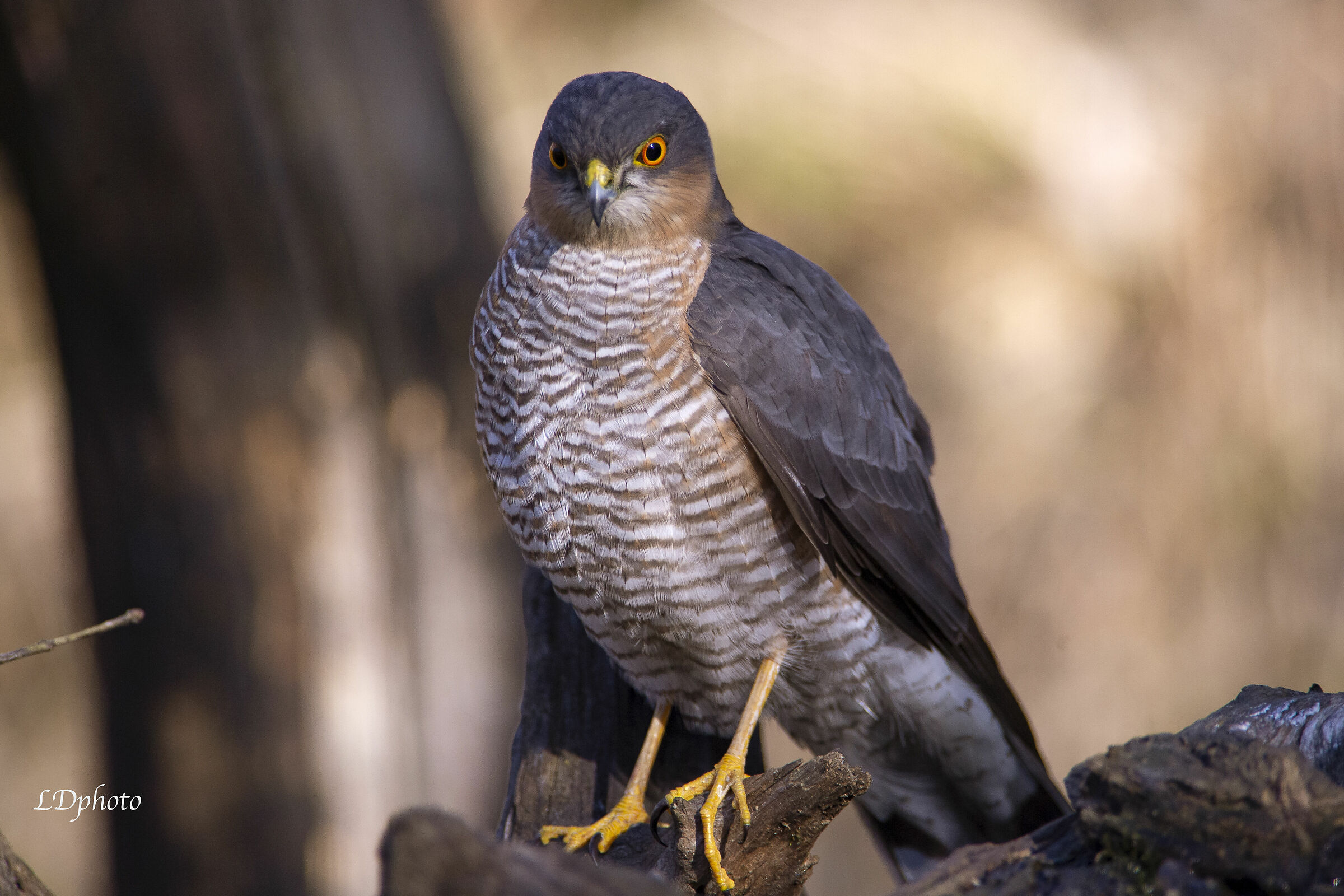 Sparviero (Accipiter nisus)