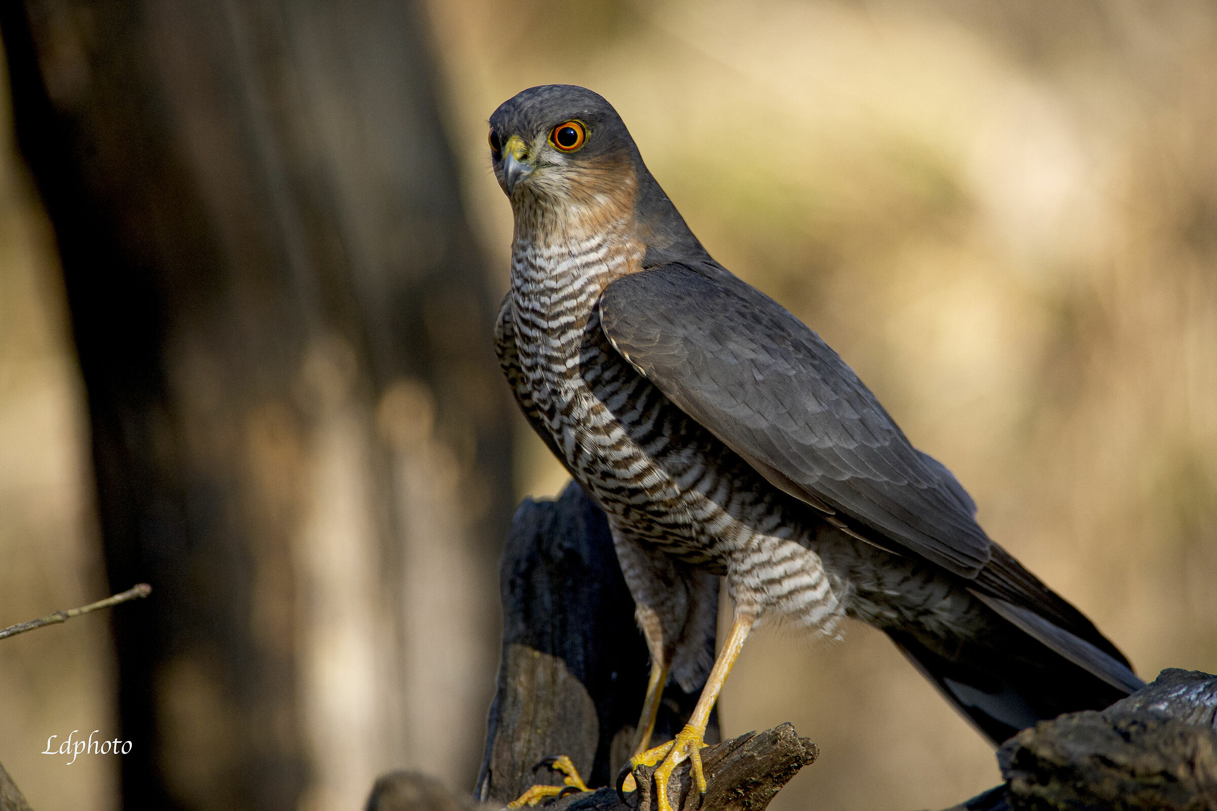 Sparviero (Accipiter nisus)