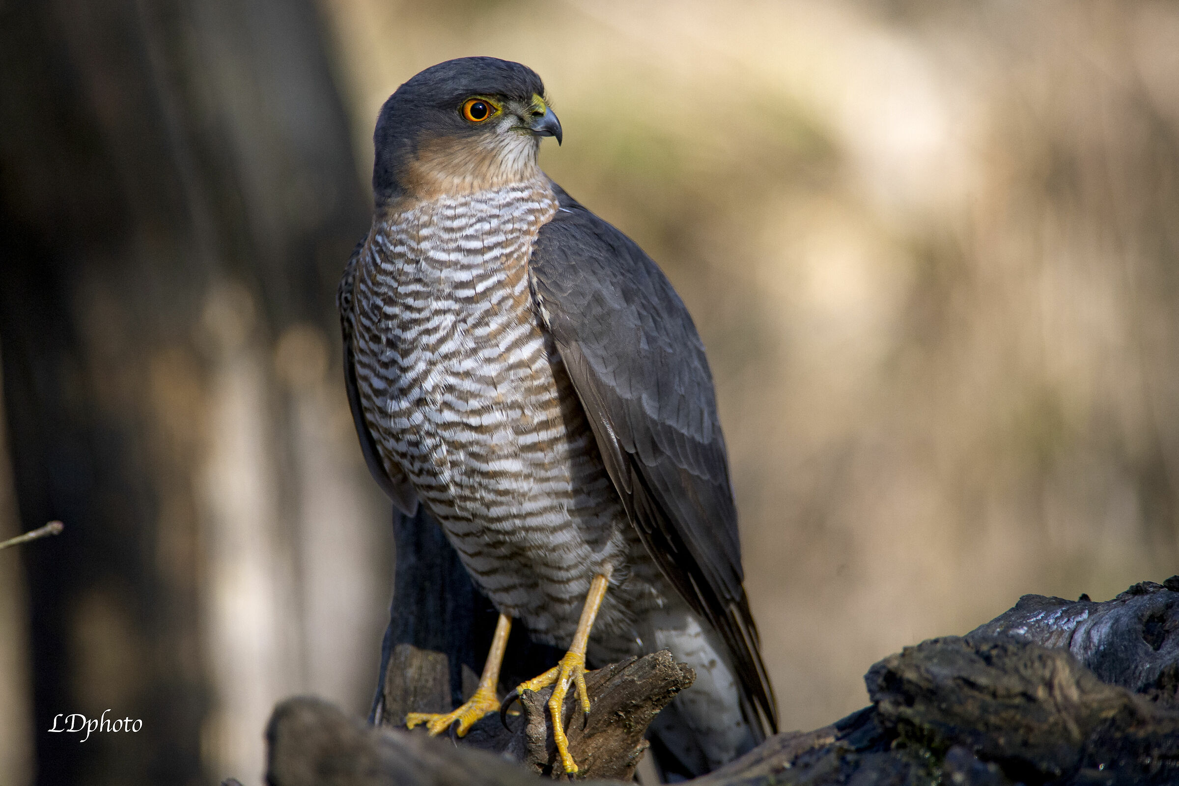 Sparviero (Accipiter nisus)