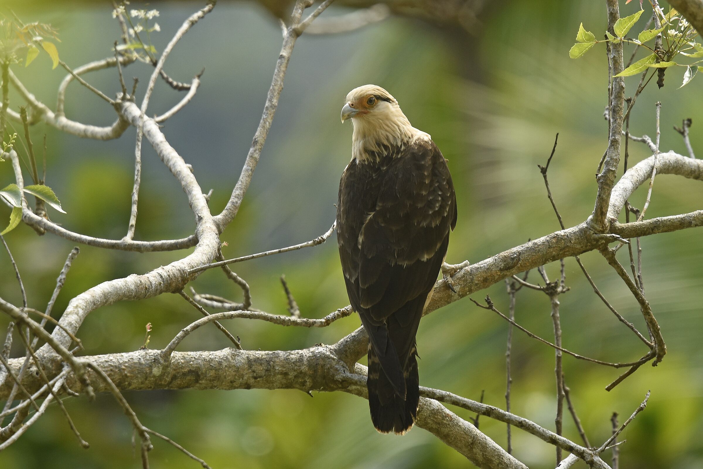 Caracara testagialla