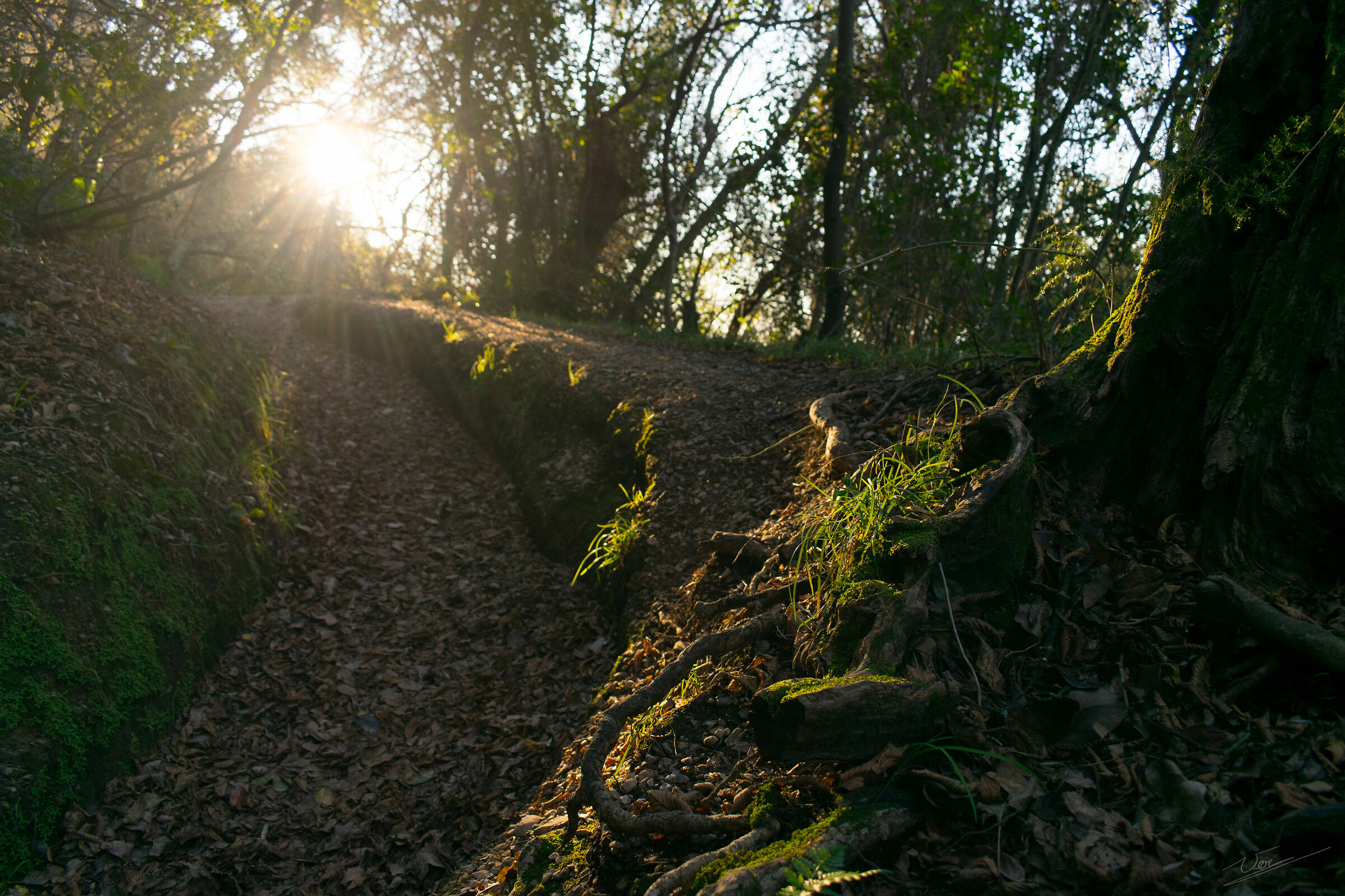 Walking in the woods
