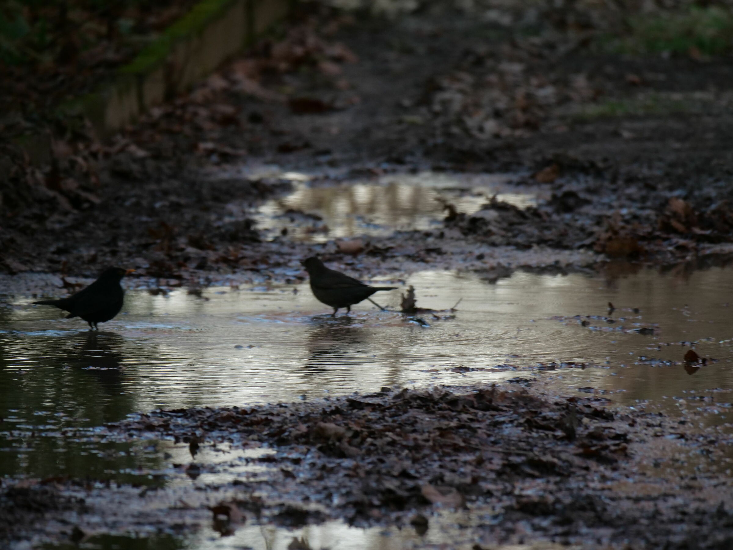 Blackbirds in the bathroom