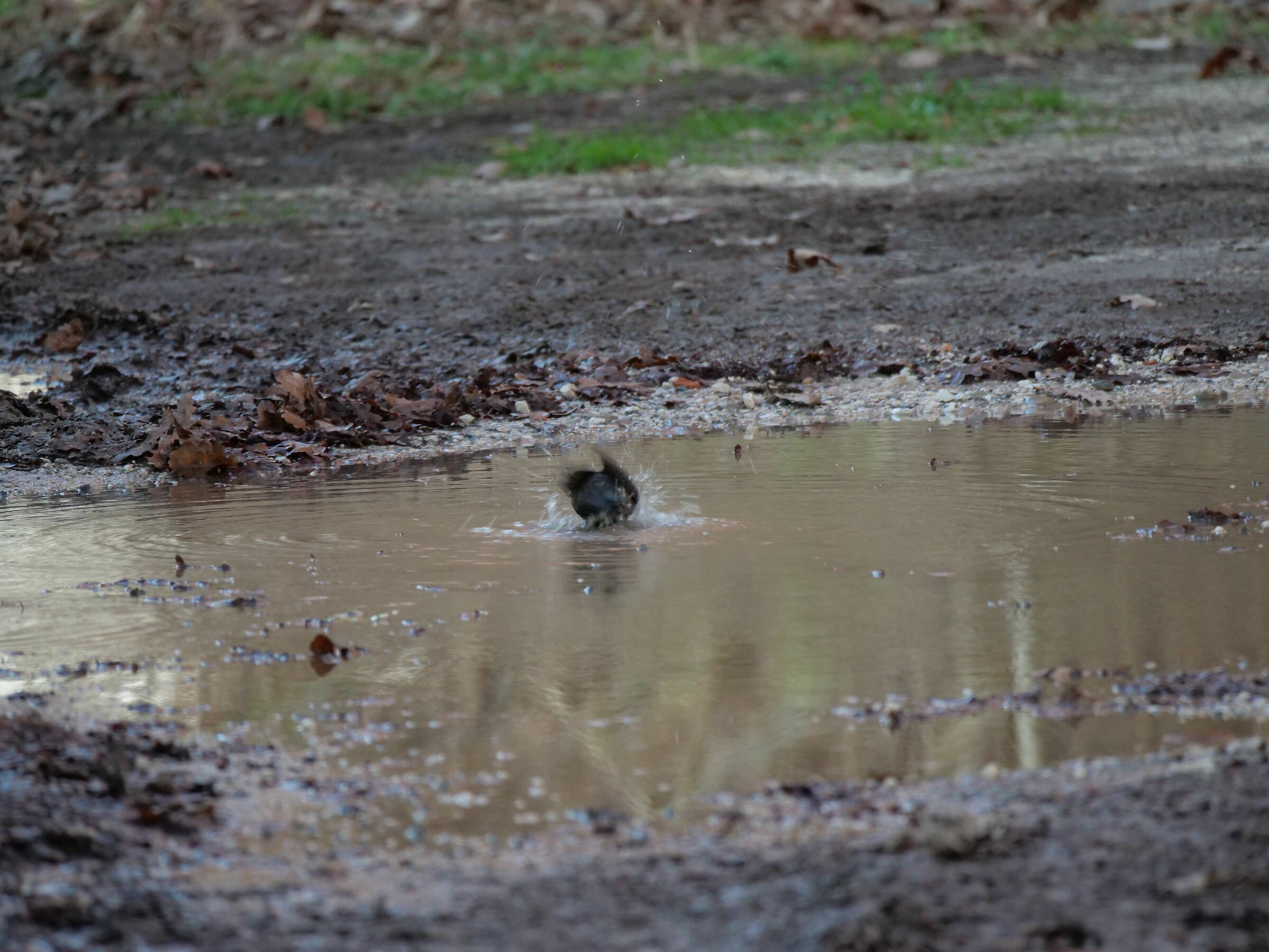The sacquettii of the blackbird