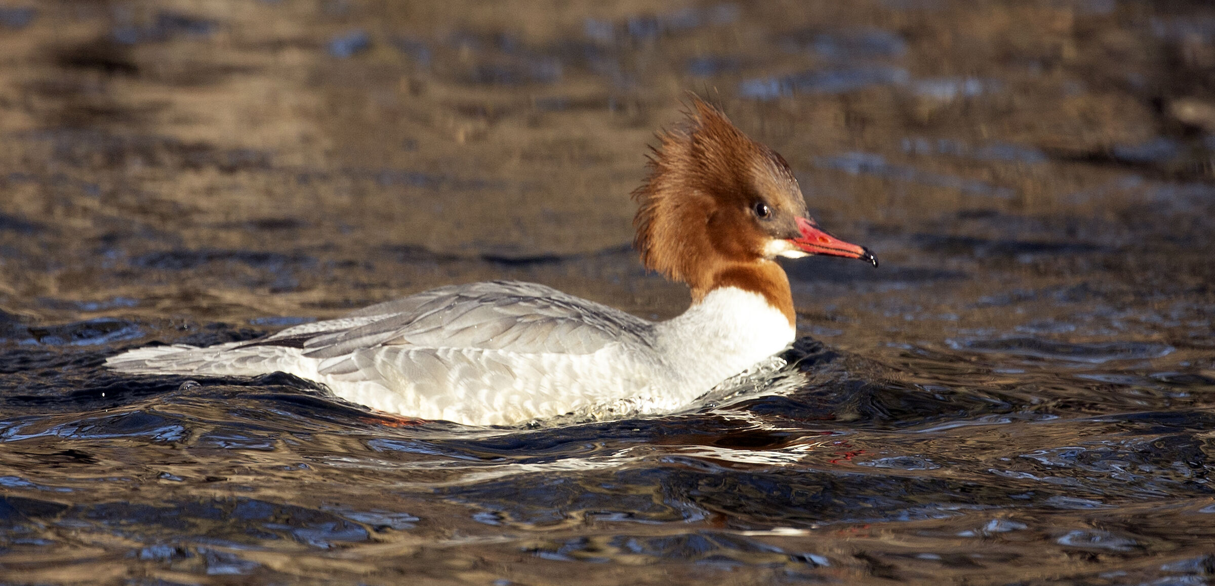 Smergo maggiore femmina