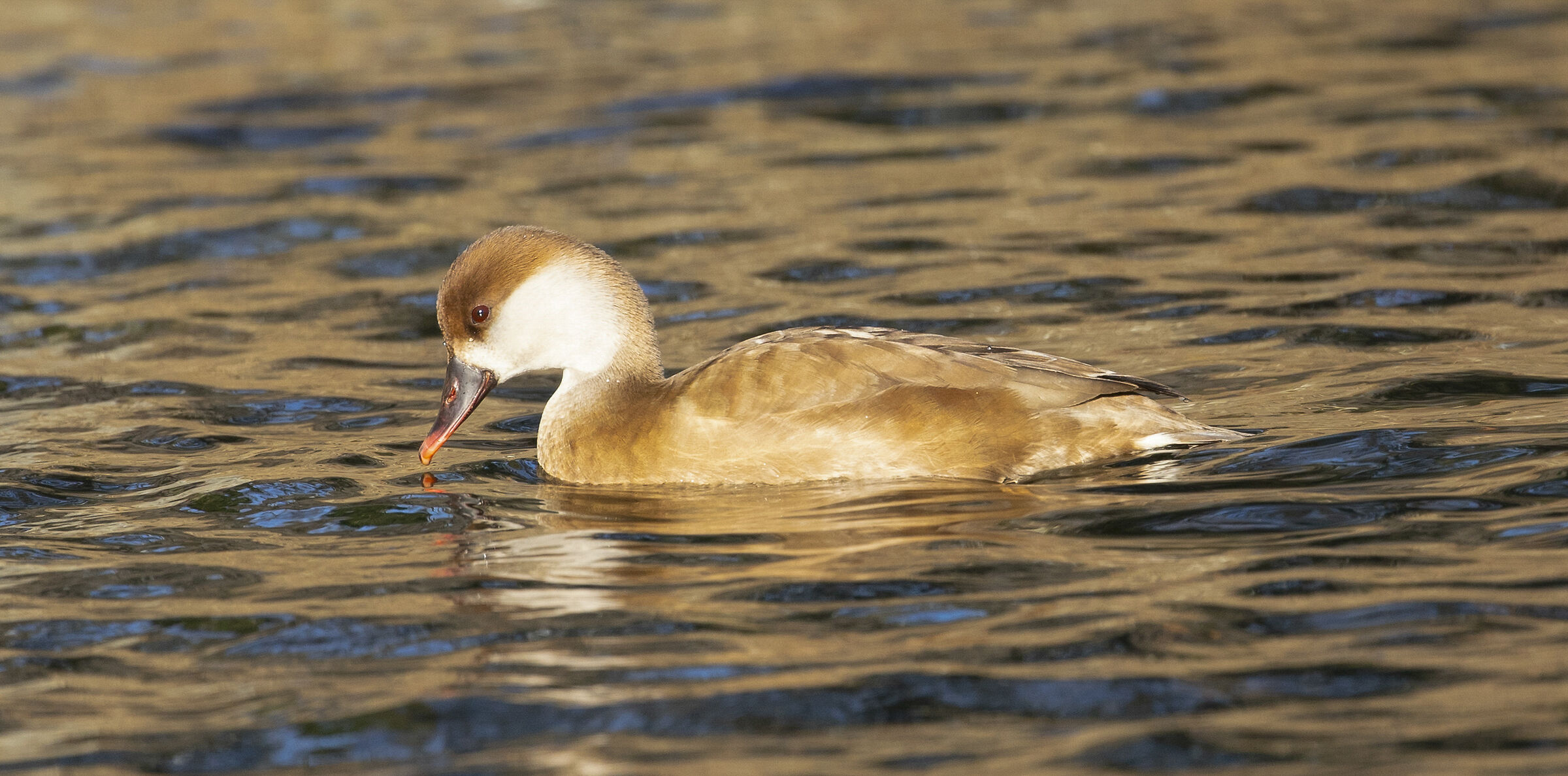 Femmina di fistione turco