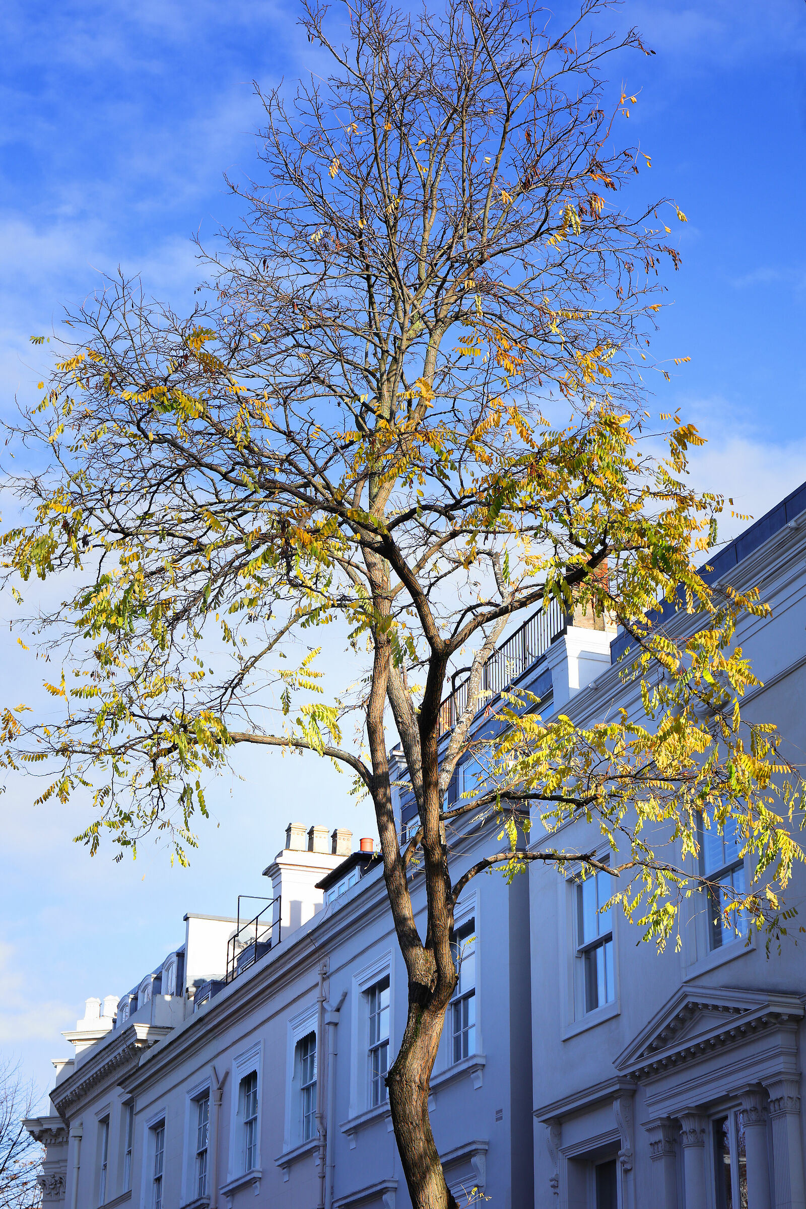 Notting Hill, California