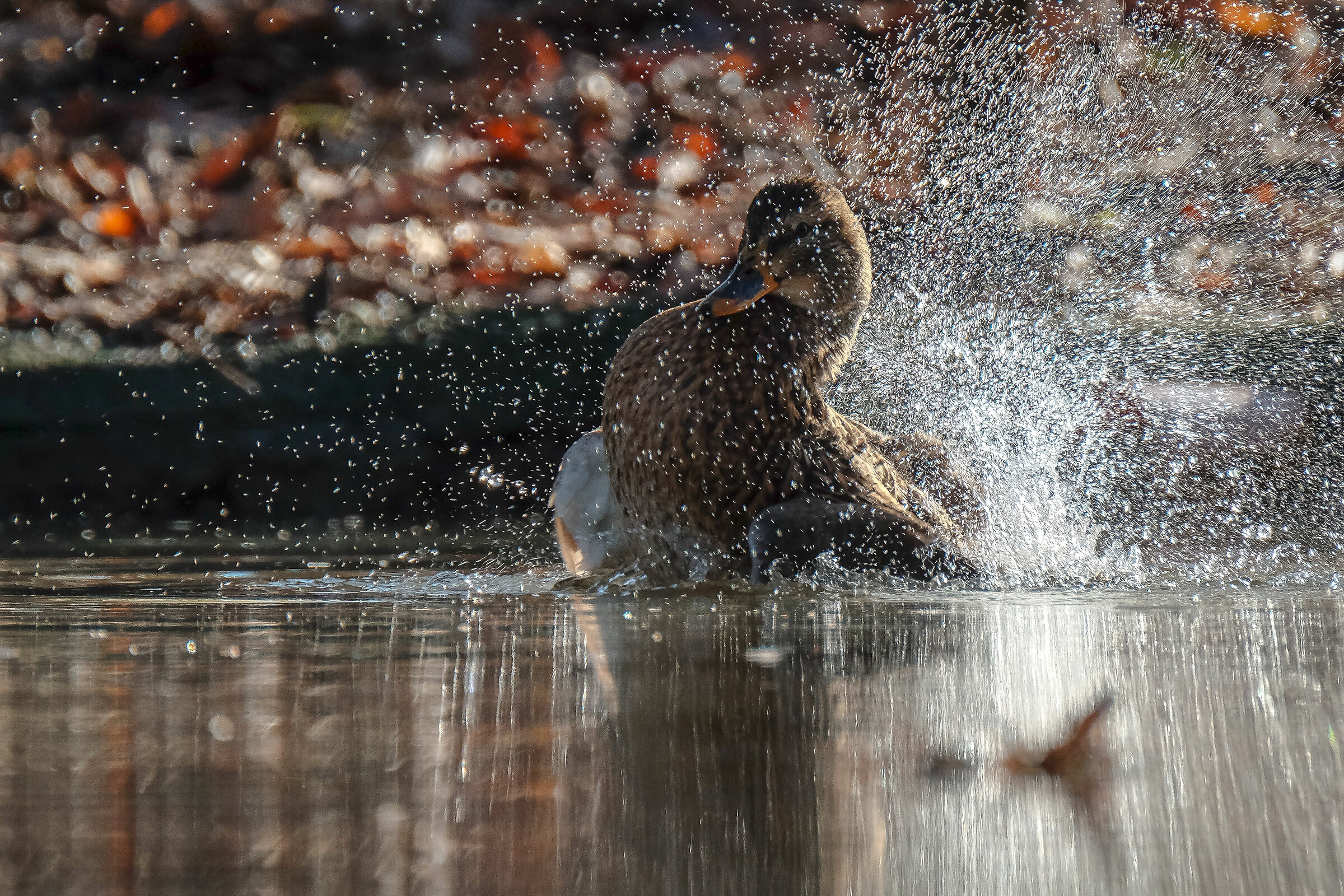 Buon natale 2019 e buona luce a tutti !!!
