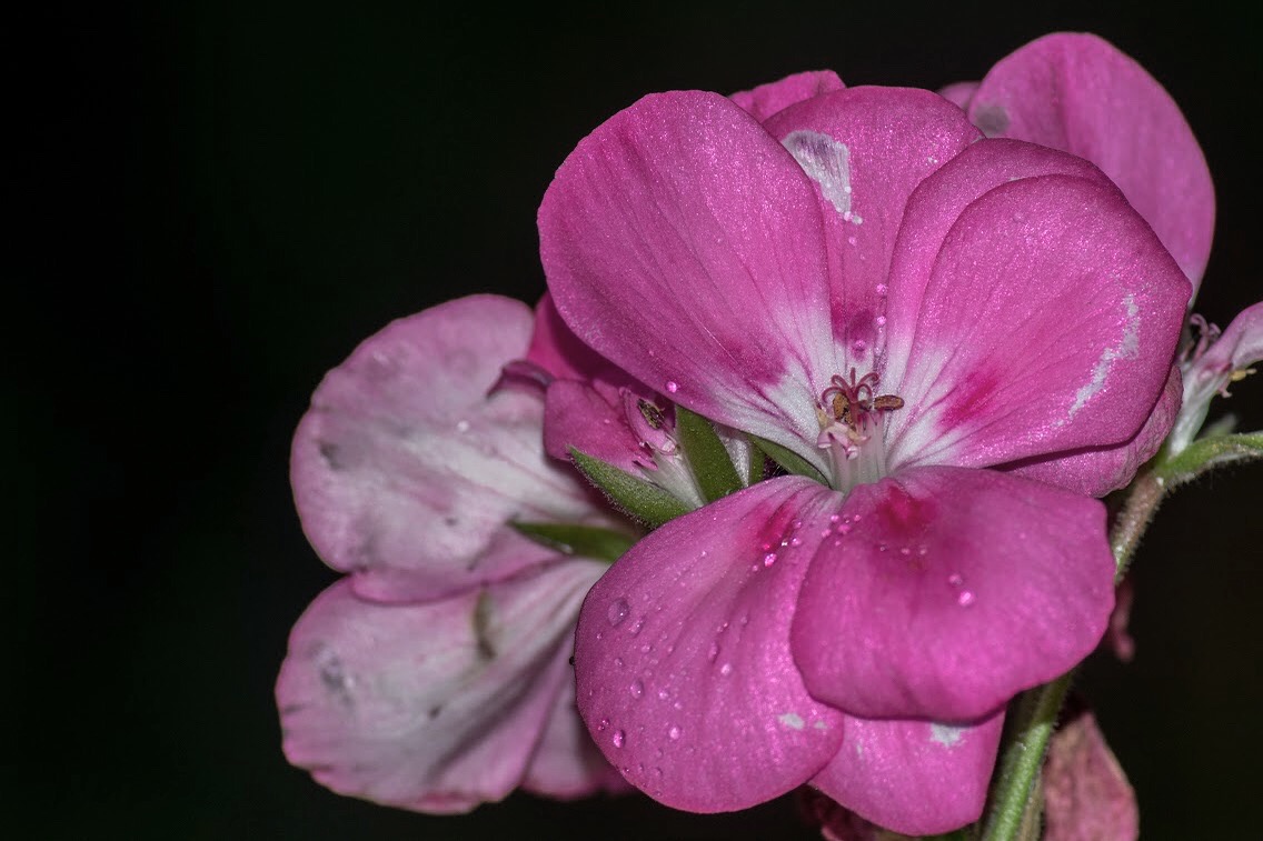 Pelargonium