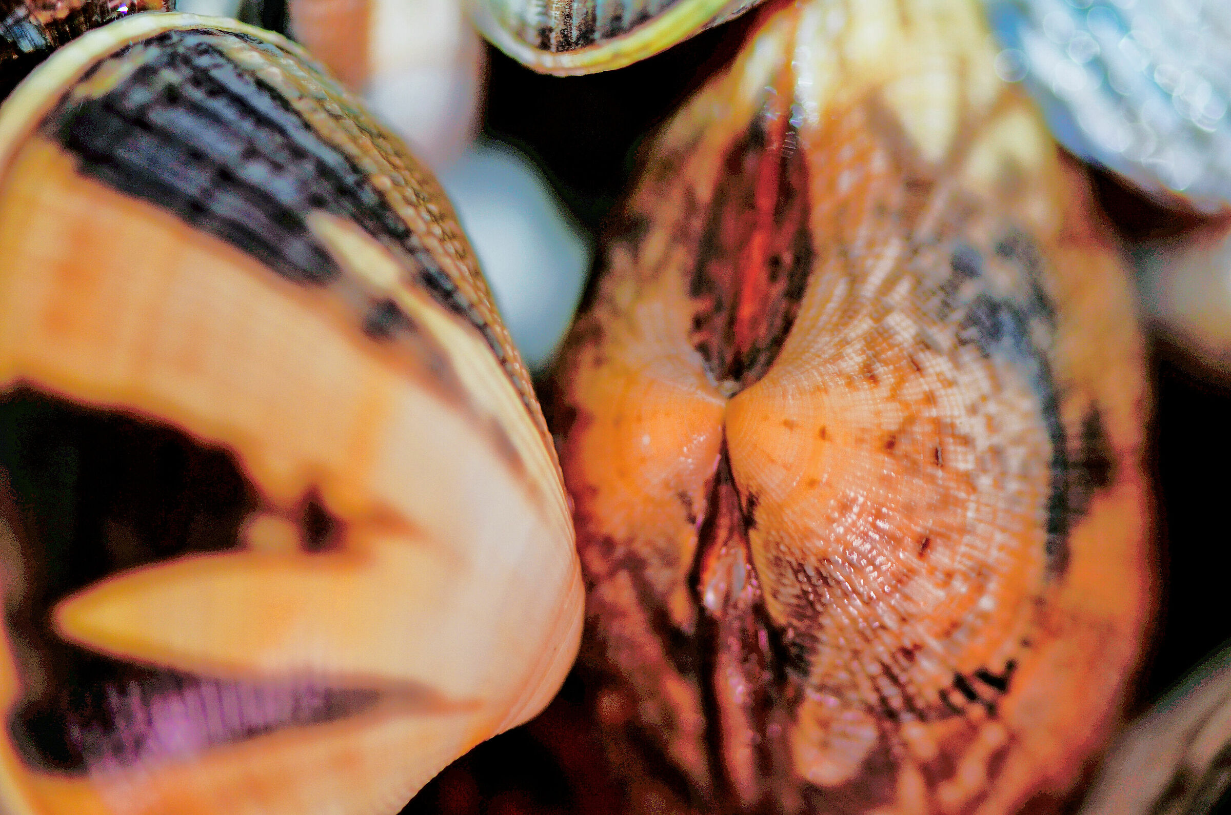 the clams of the vigiglia