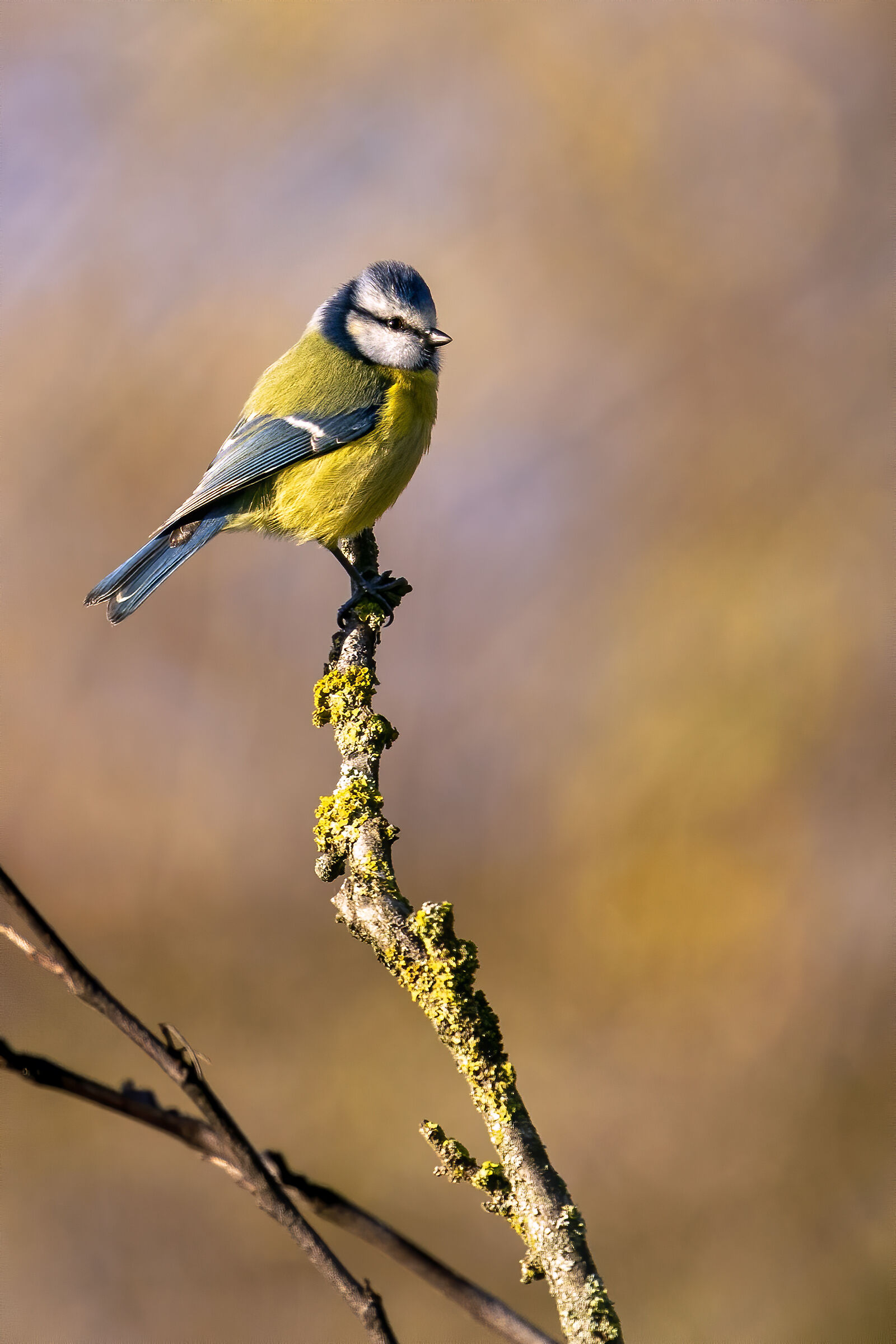 Roma Montesacro Talenti Park