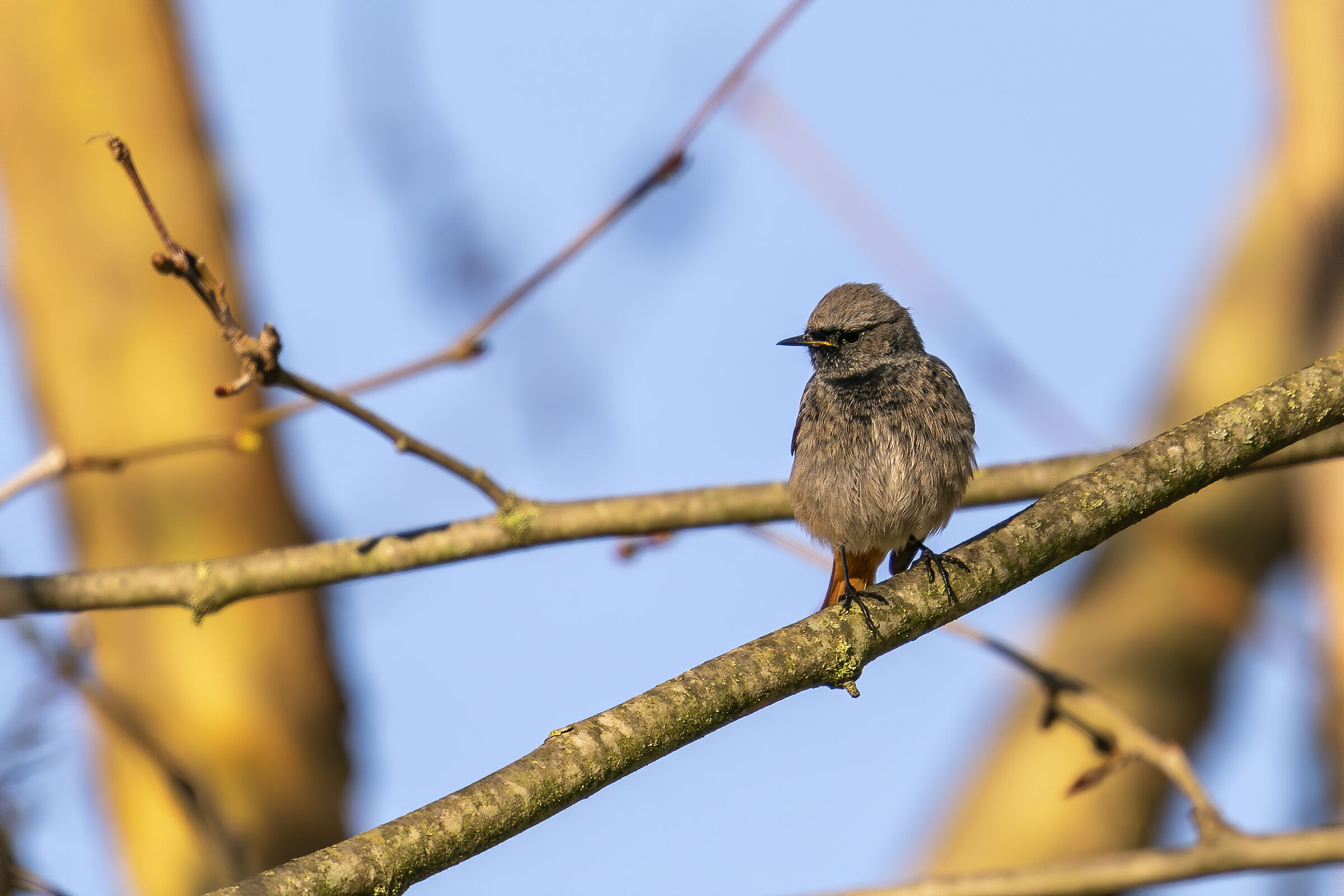 Roma Montesacro Talenti Park