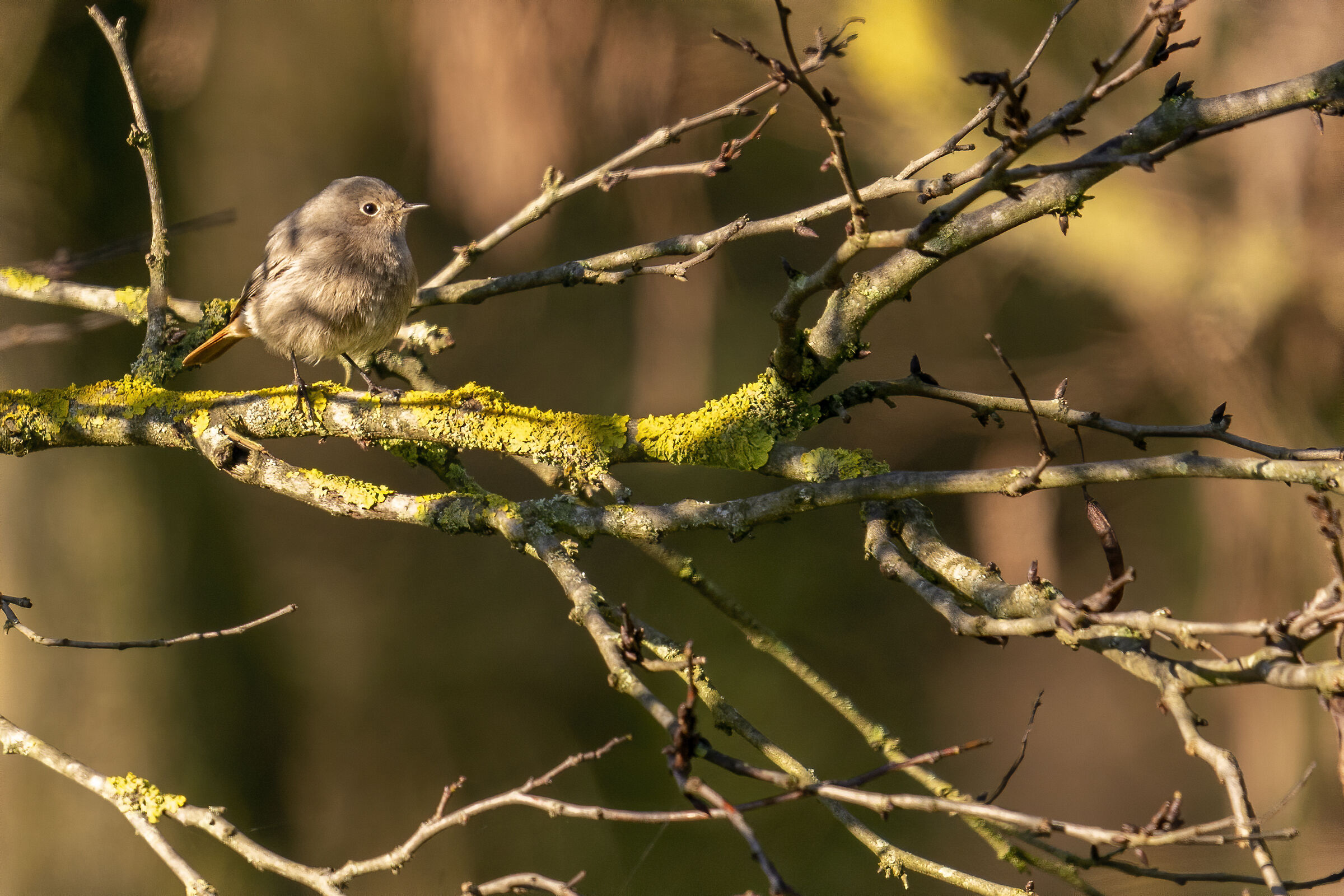 Roma Montesacro Talenti Park