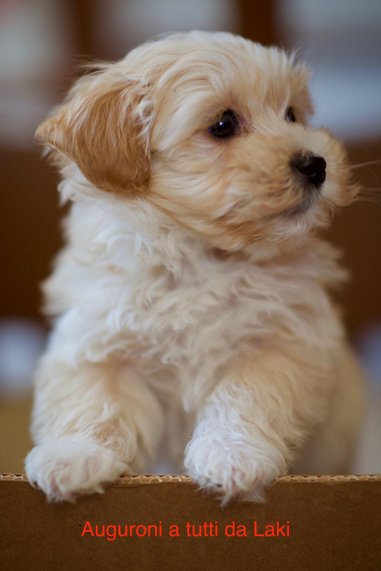 My puppy's name is Laki