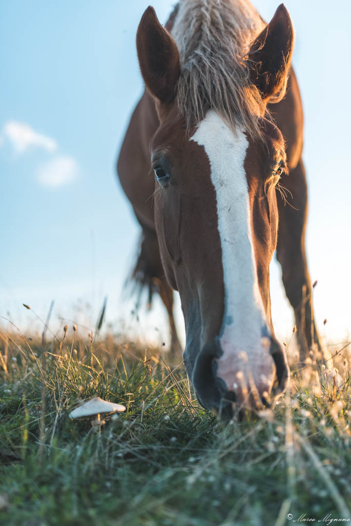 But will it be good I'm mushroom?