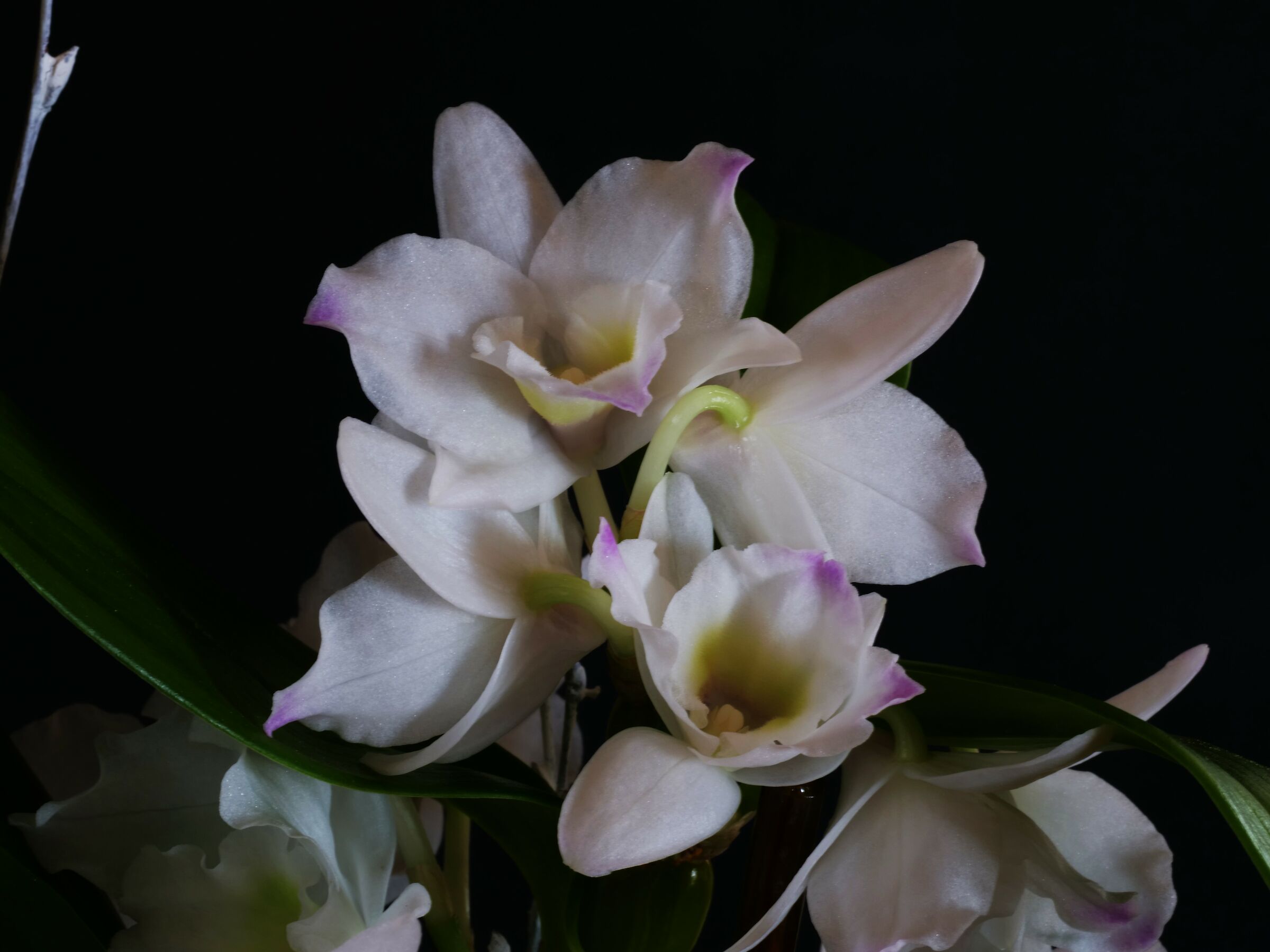 Orchid bamboo (Dendrobium nobile)