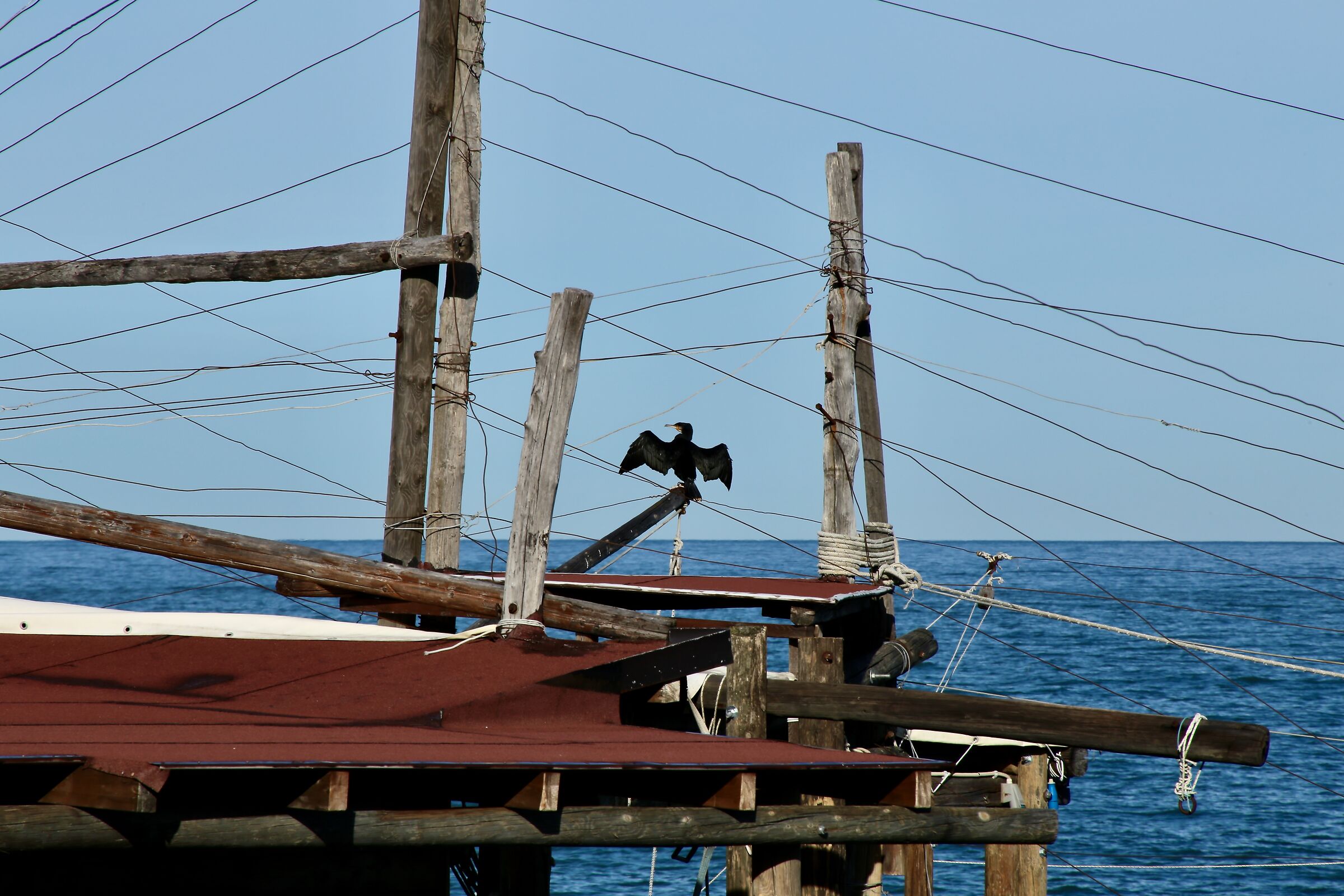 Asciugarsi le ali al sole.