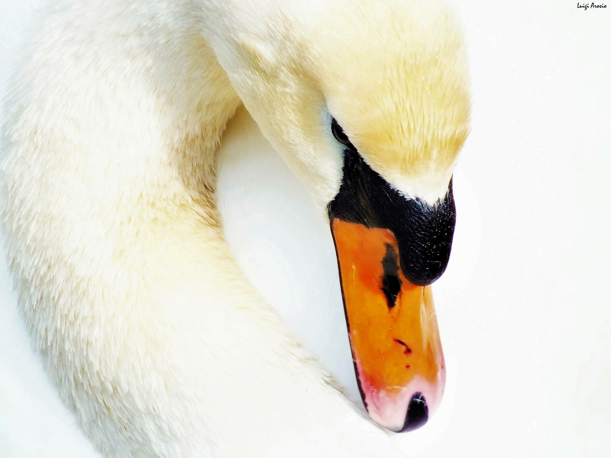 Swan
