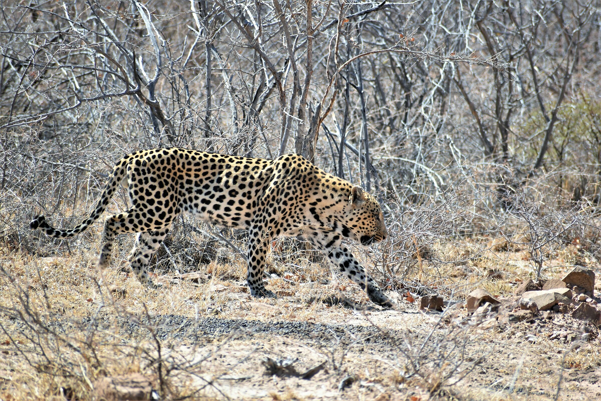 Il fantasma silenzioso si è materializzato