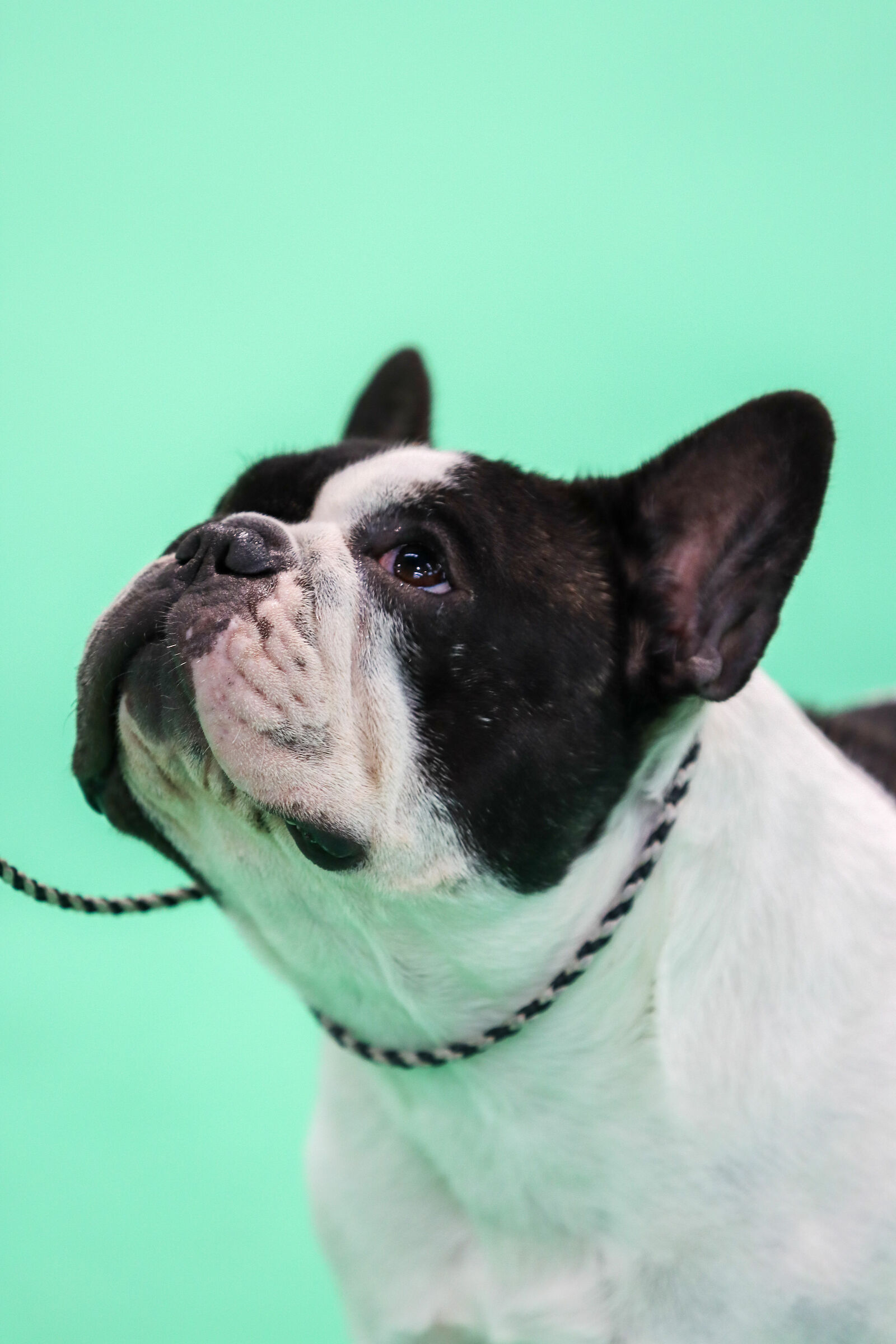 Enci Winner 2019 - Verona