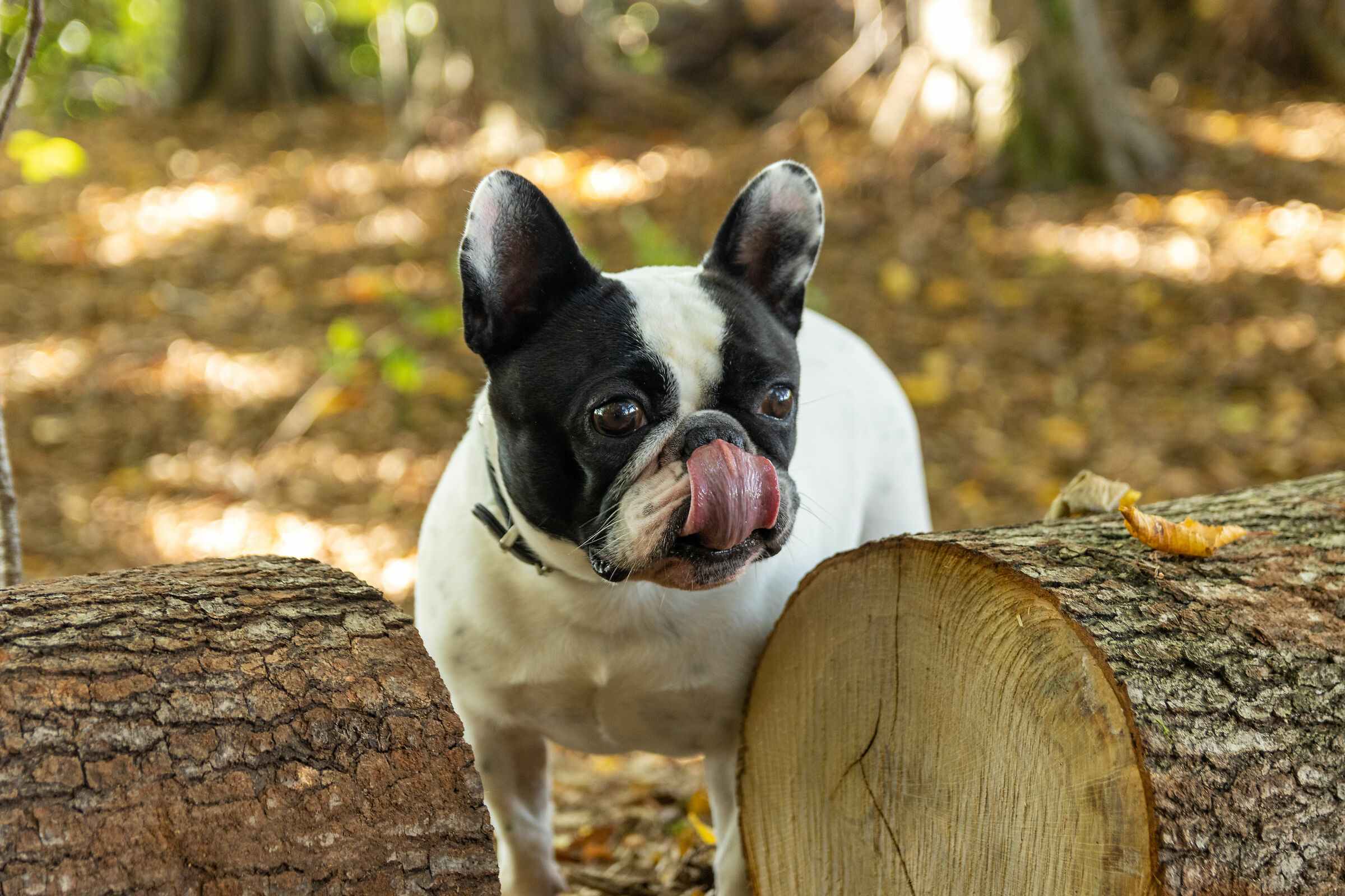 Mia De Valoisse on Montello