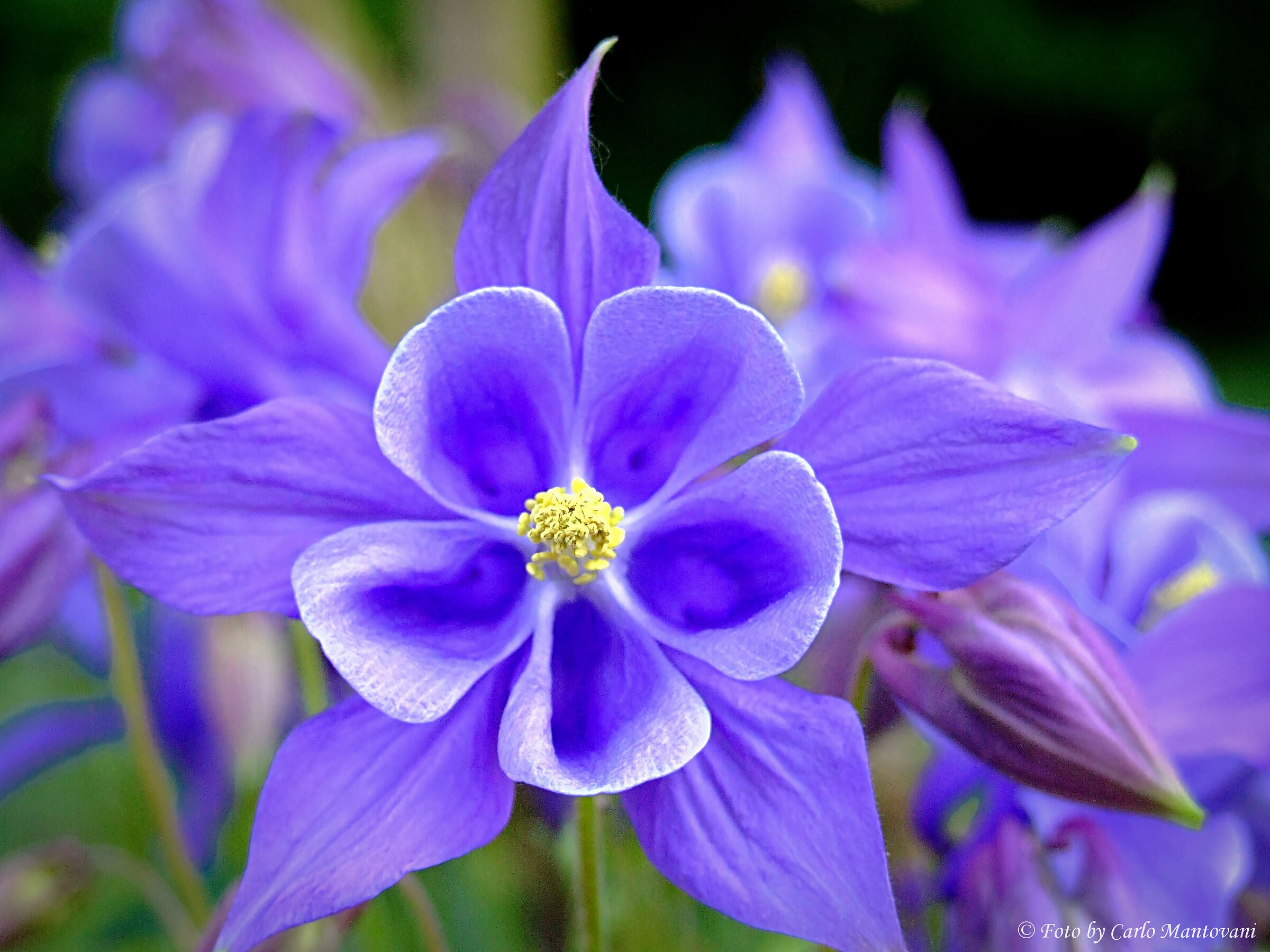 Aquilegia