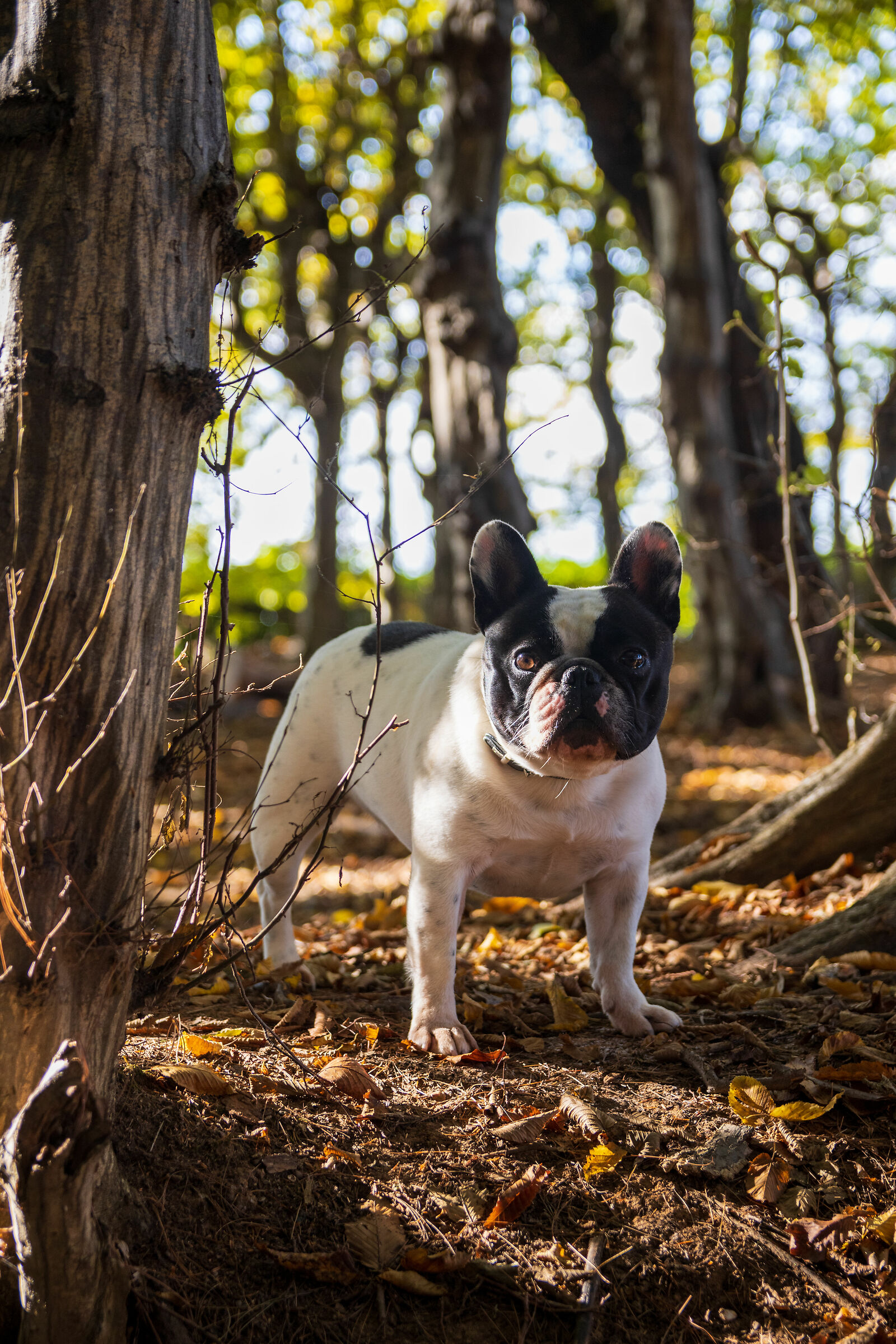 Mia De Valoisse in the woods of Montello