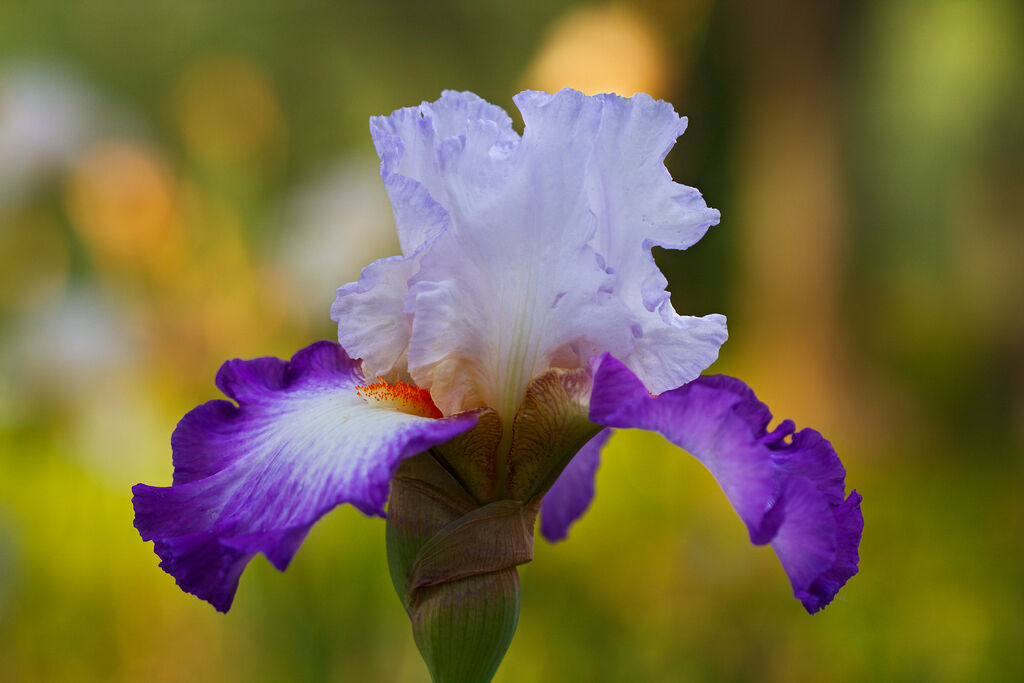 Iris, the symbol of Florence
