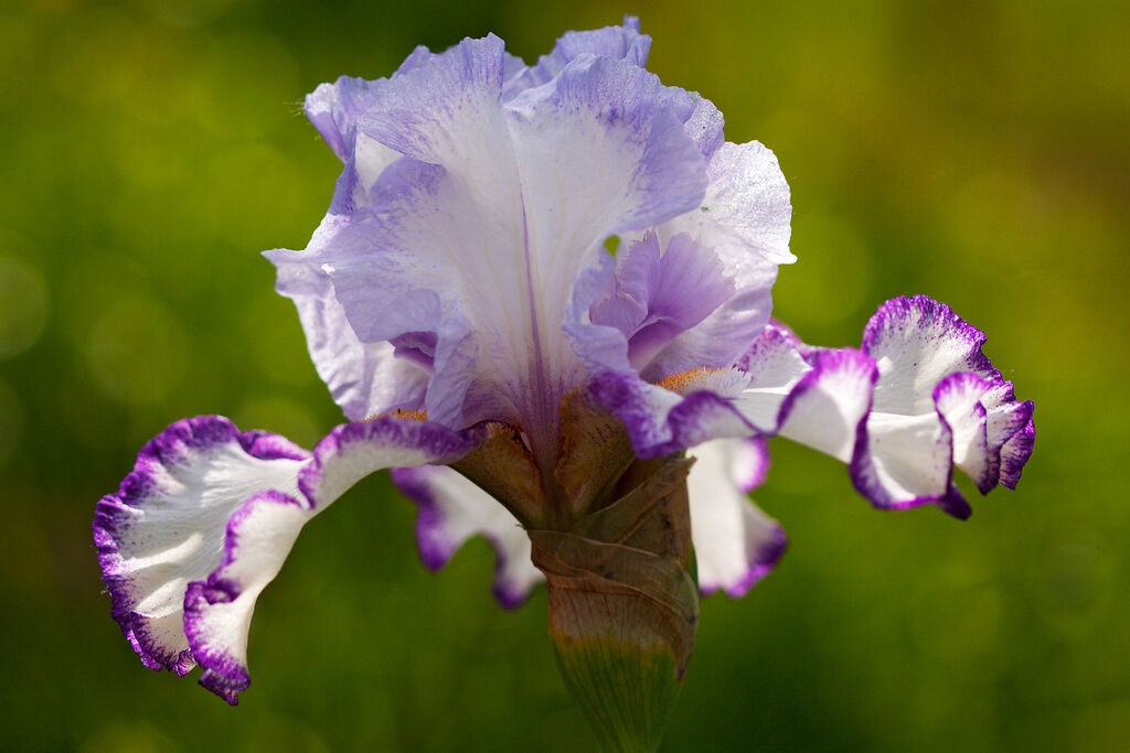 Iris, the symbol of Florence
