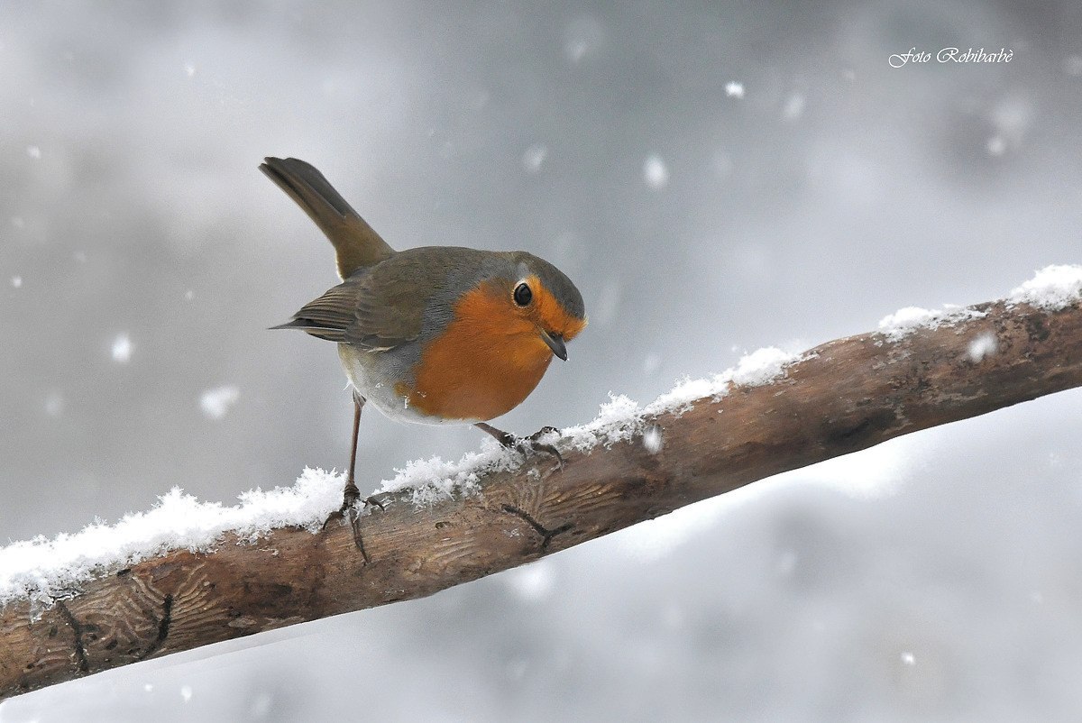Christmas robin...