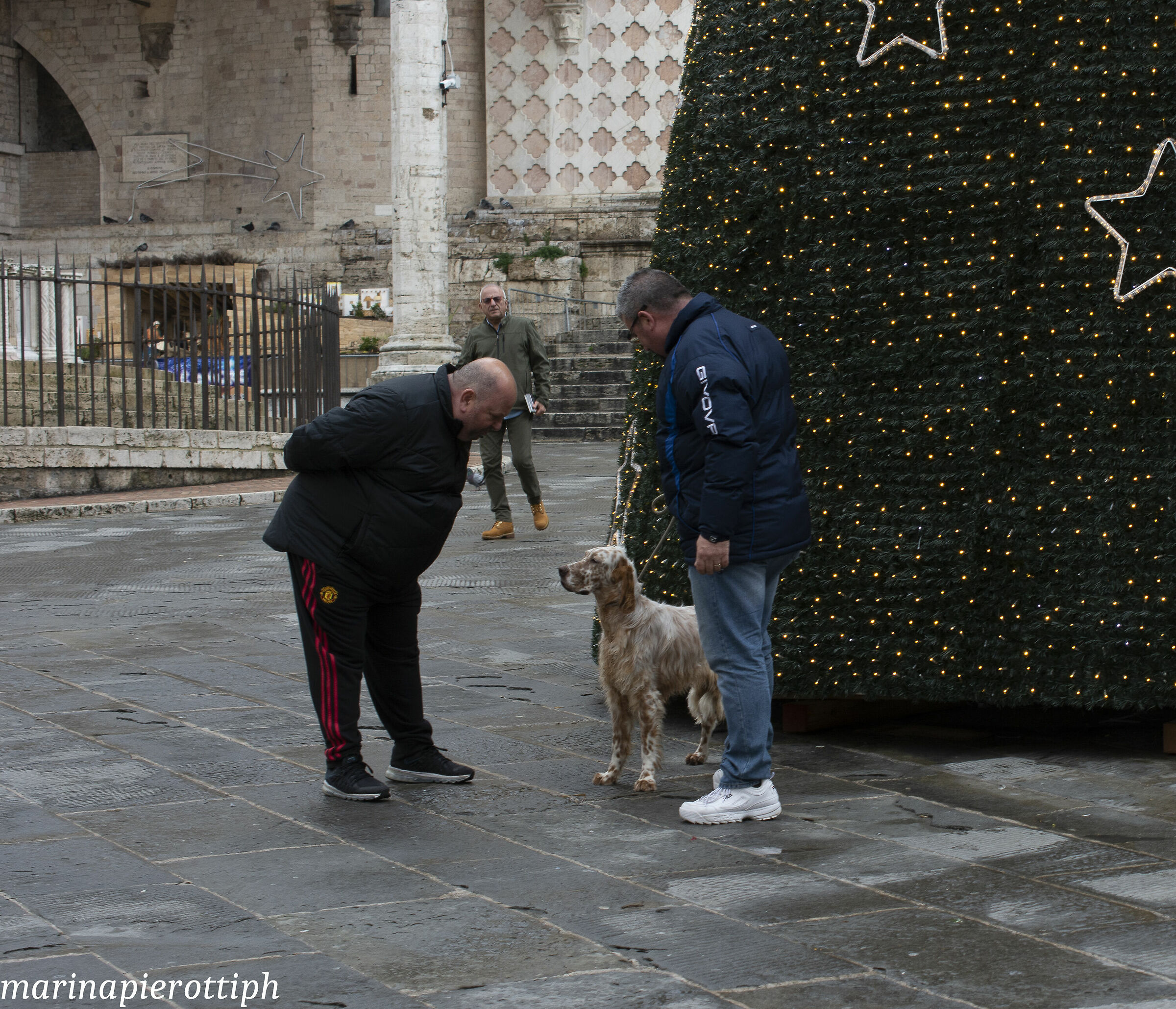 un albero senza tronco!???!!!