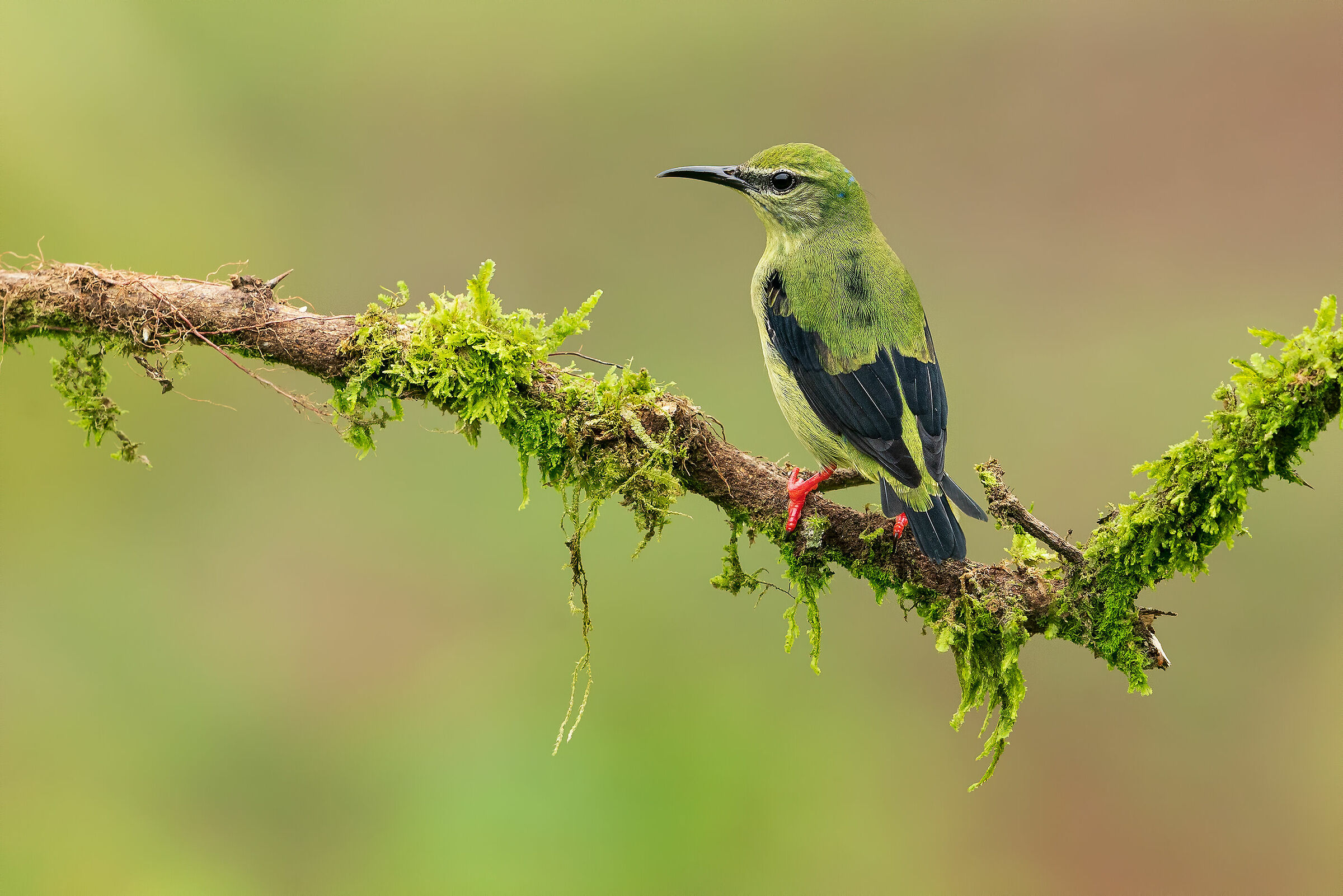 Cyanerpes cyaneus portrait