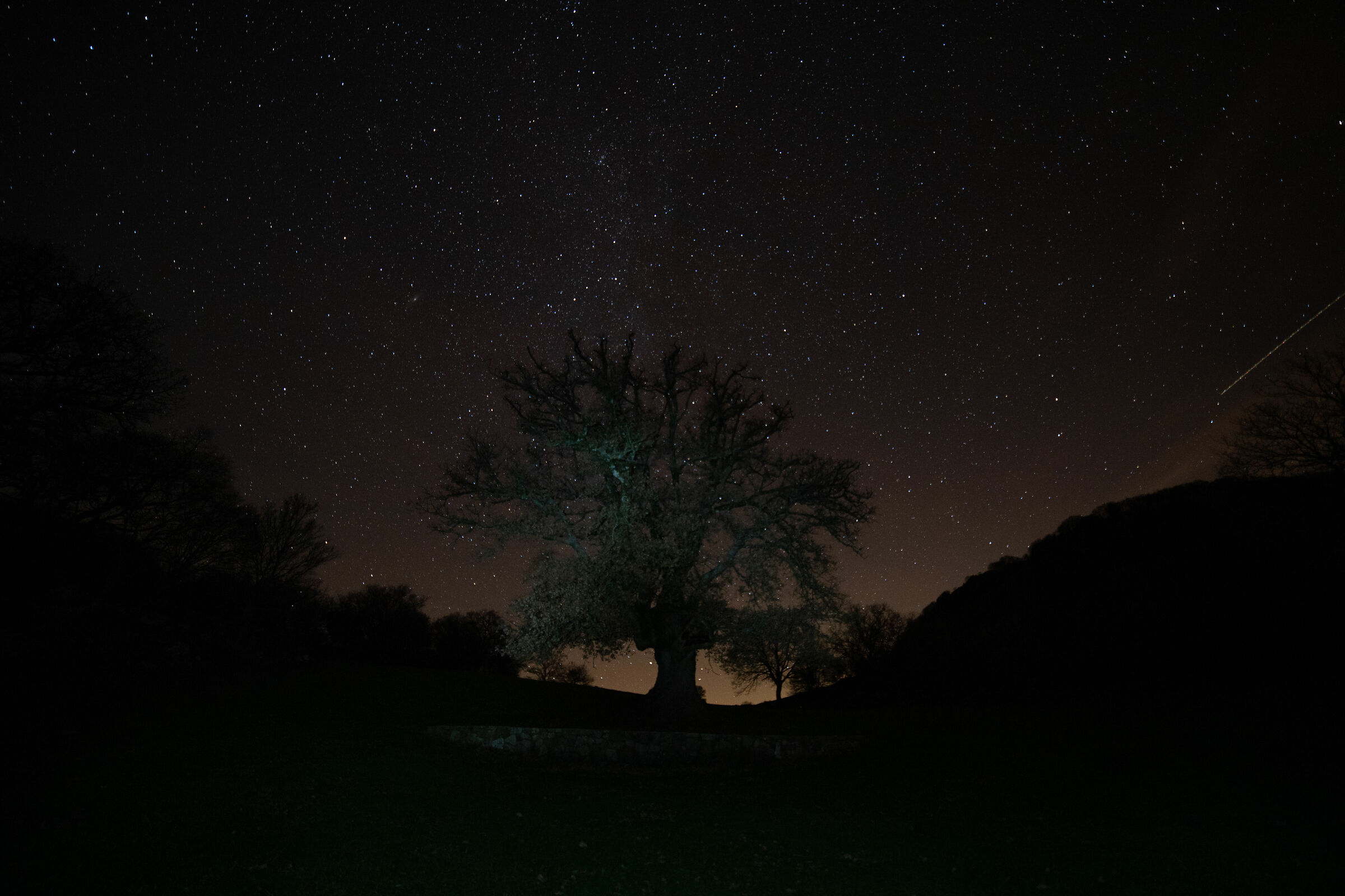 La Quercia e le stelle