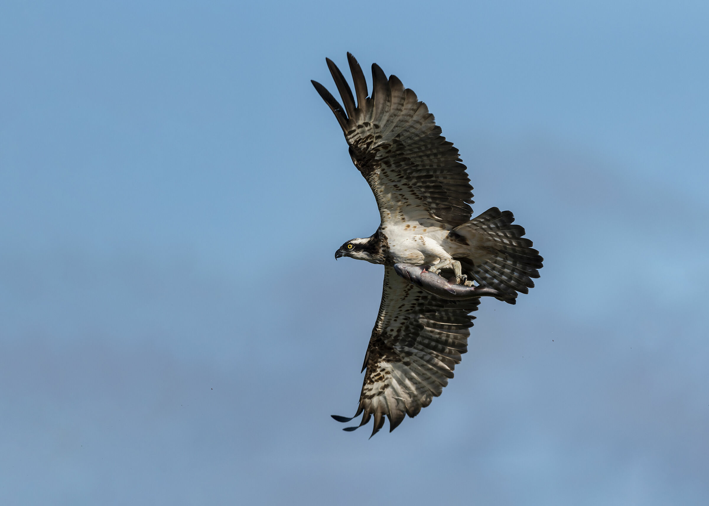 Osprey