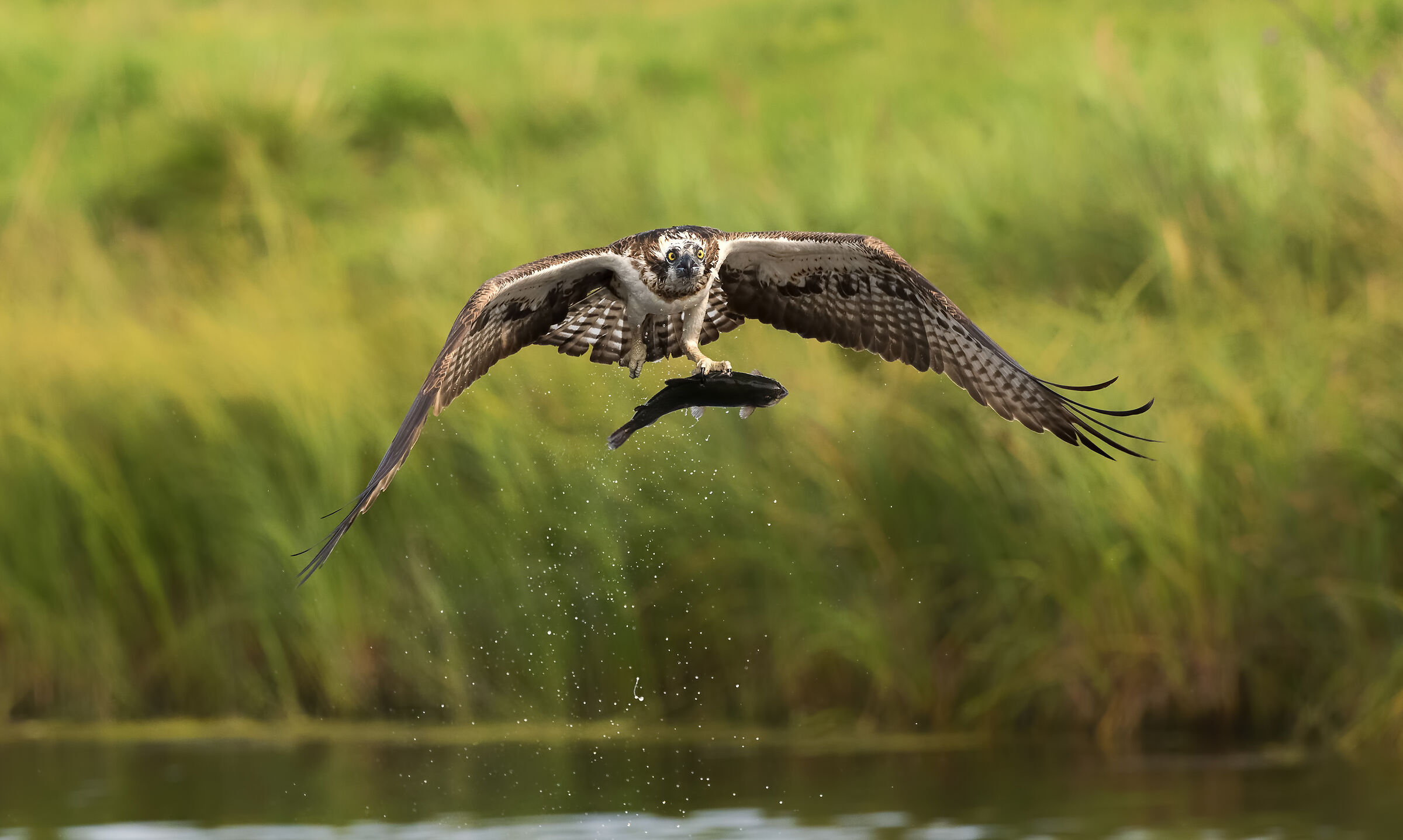 Osprey