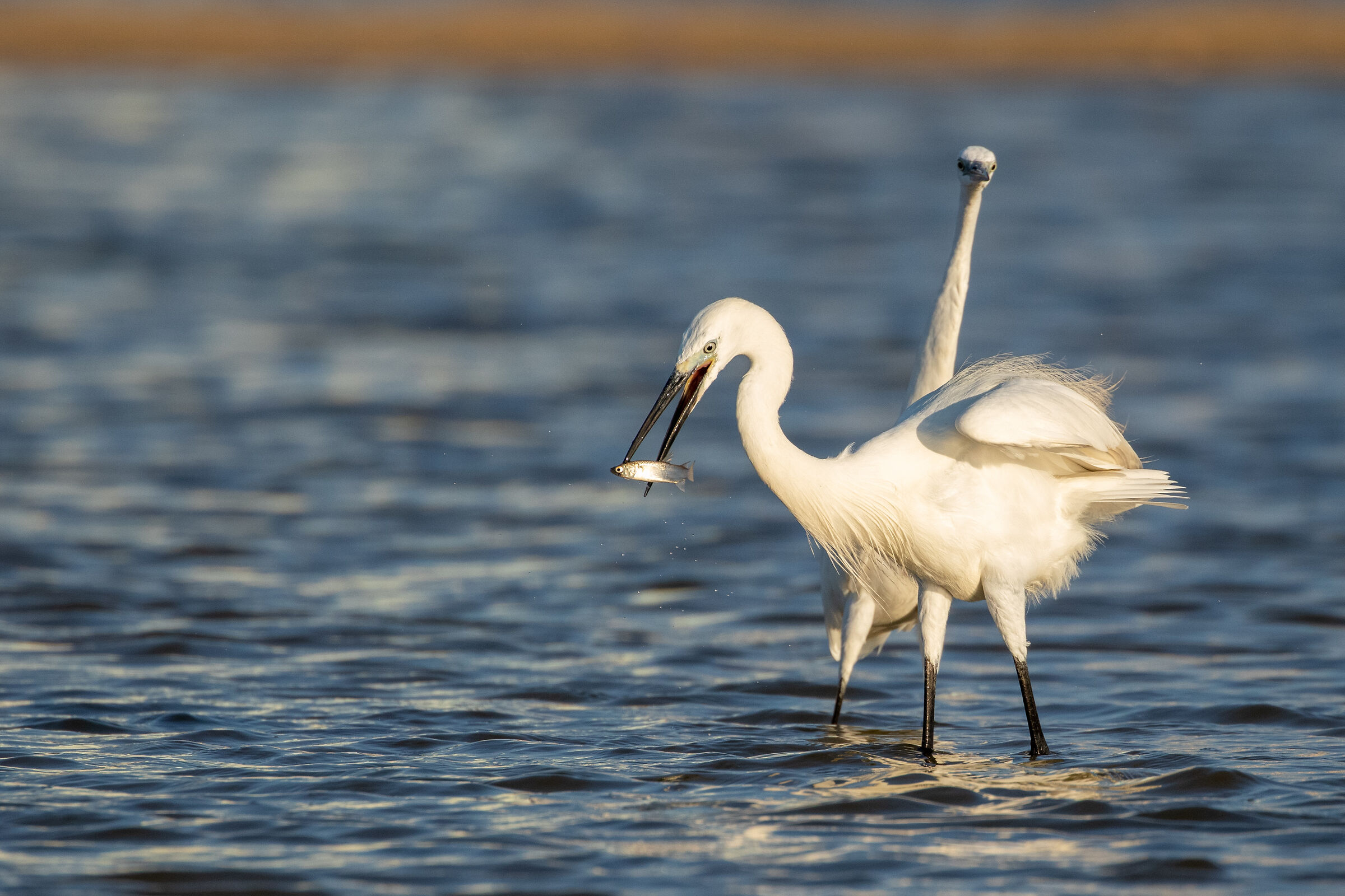 Piccola pesca in greta
