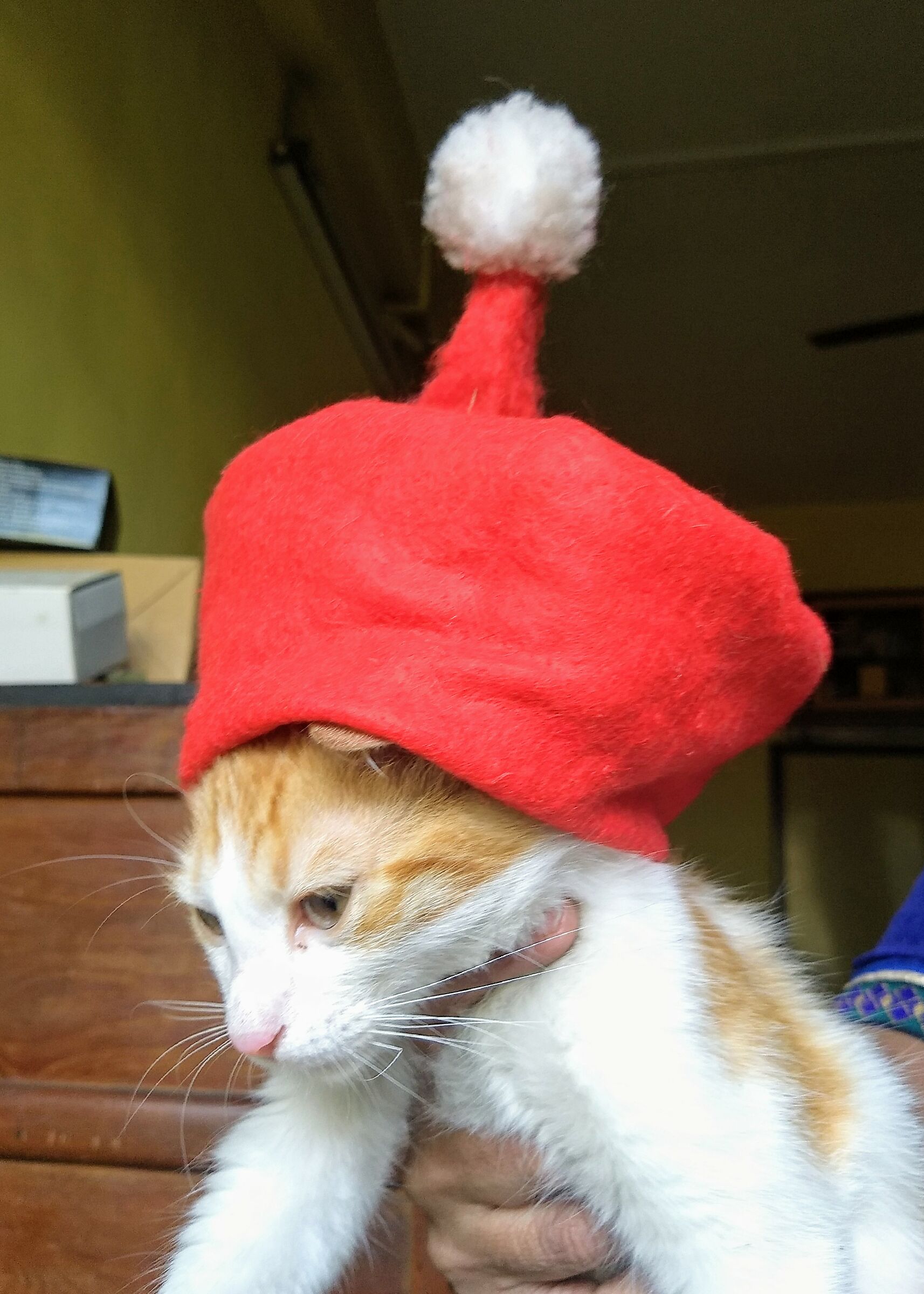 happy christmas.....