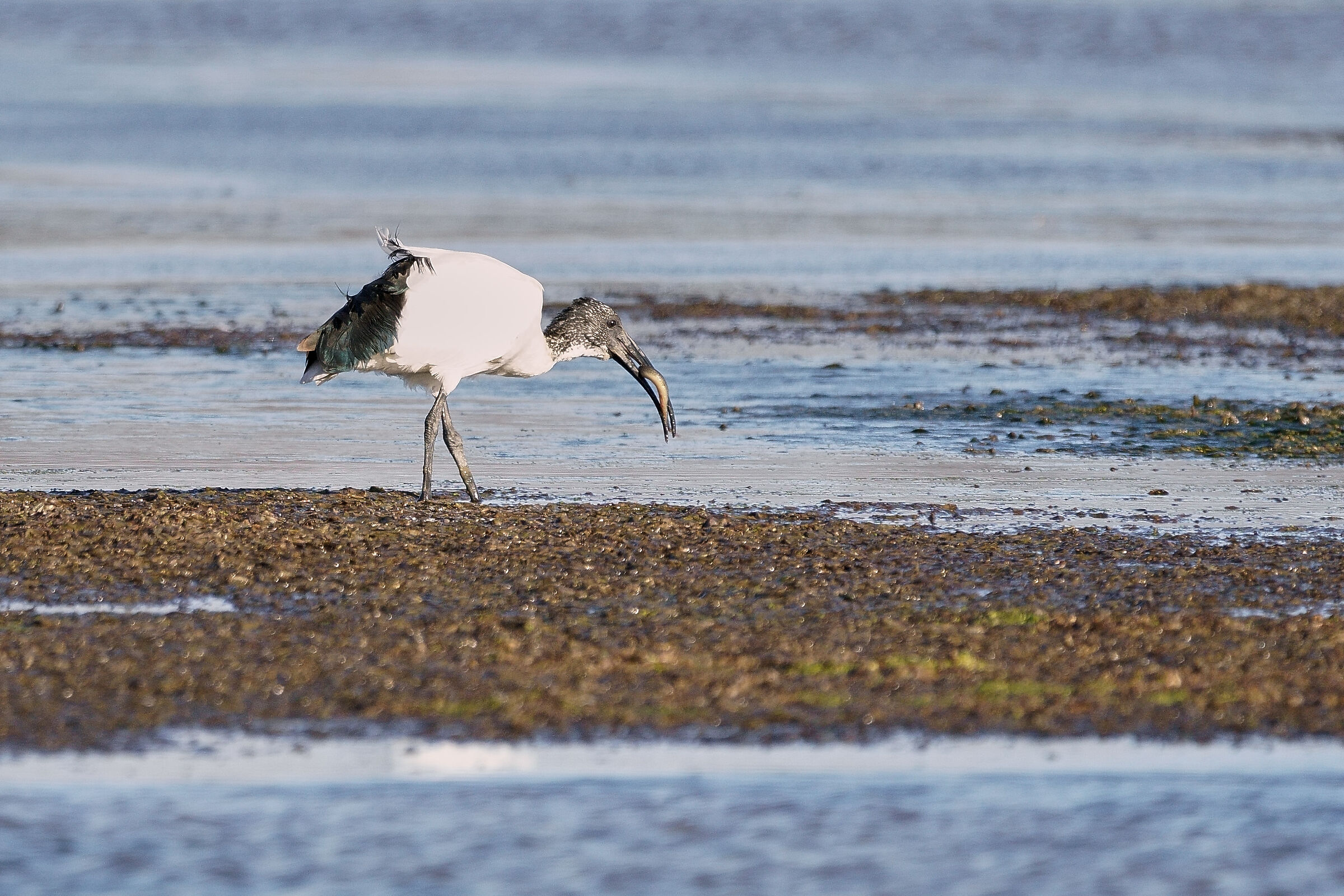 Sacred Ibis is a breakfast