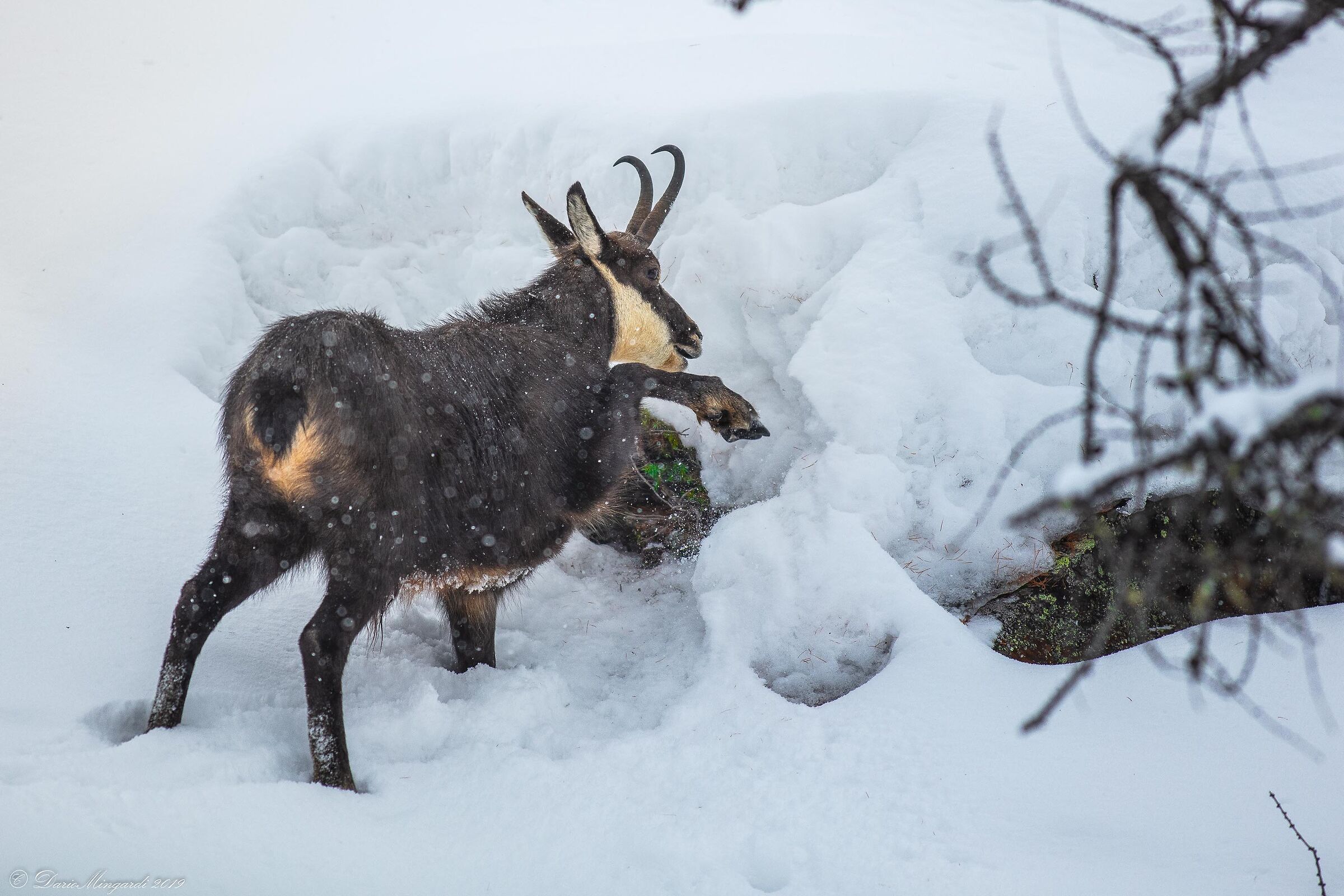 Lotta per la sopravvivenza in Gran Paradiso