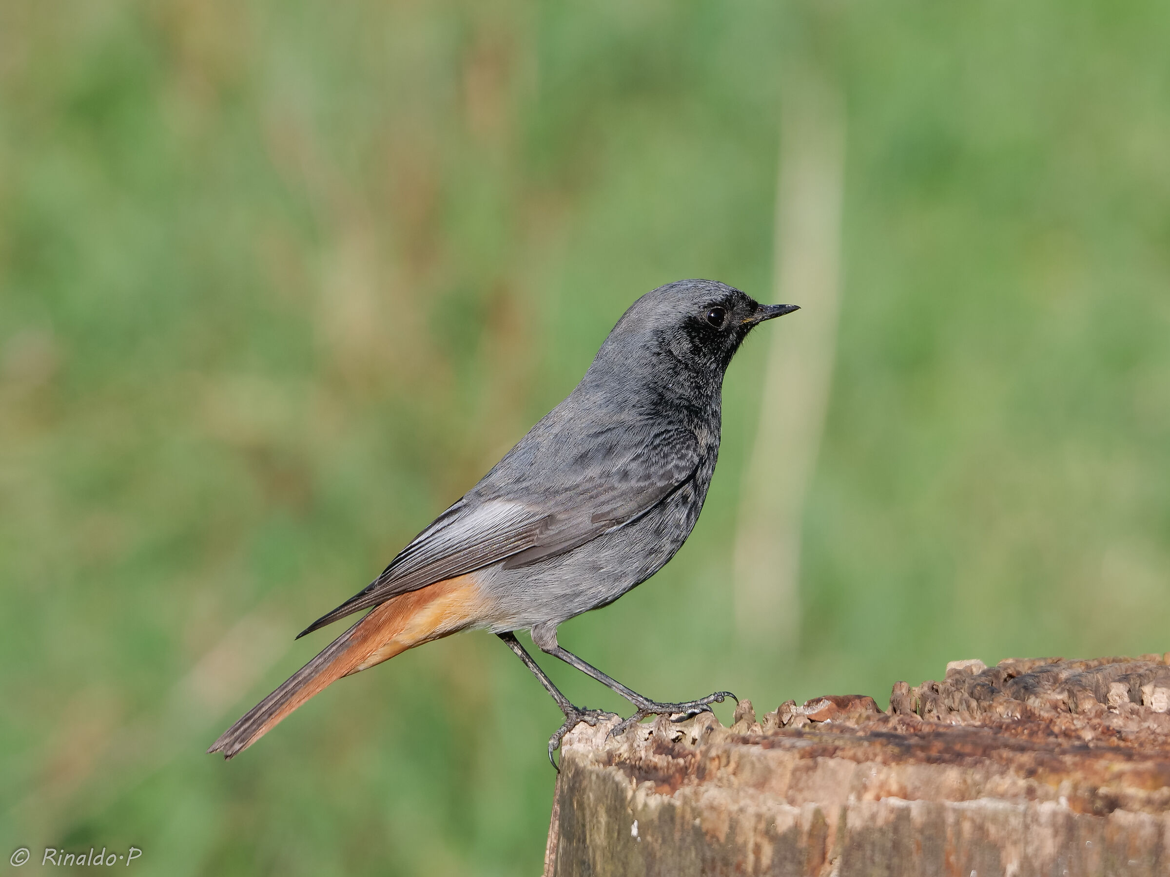 codirosso spazzacamino