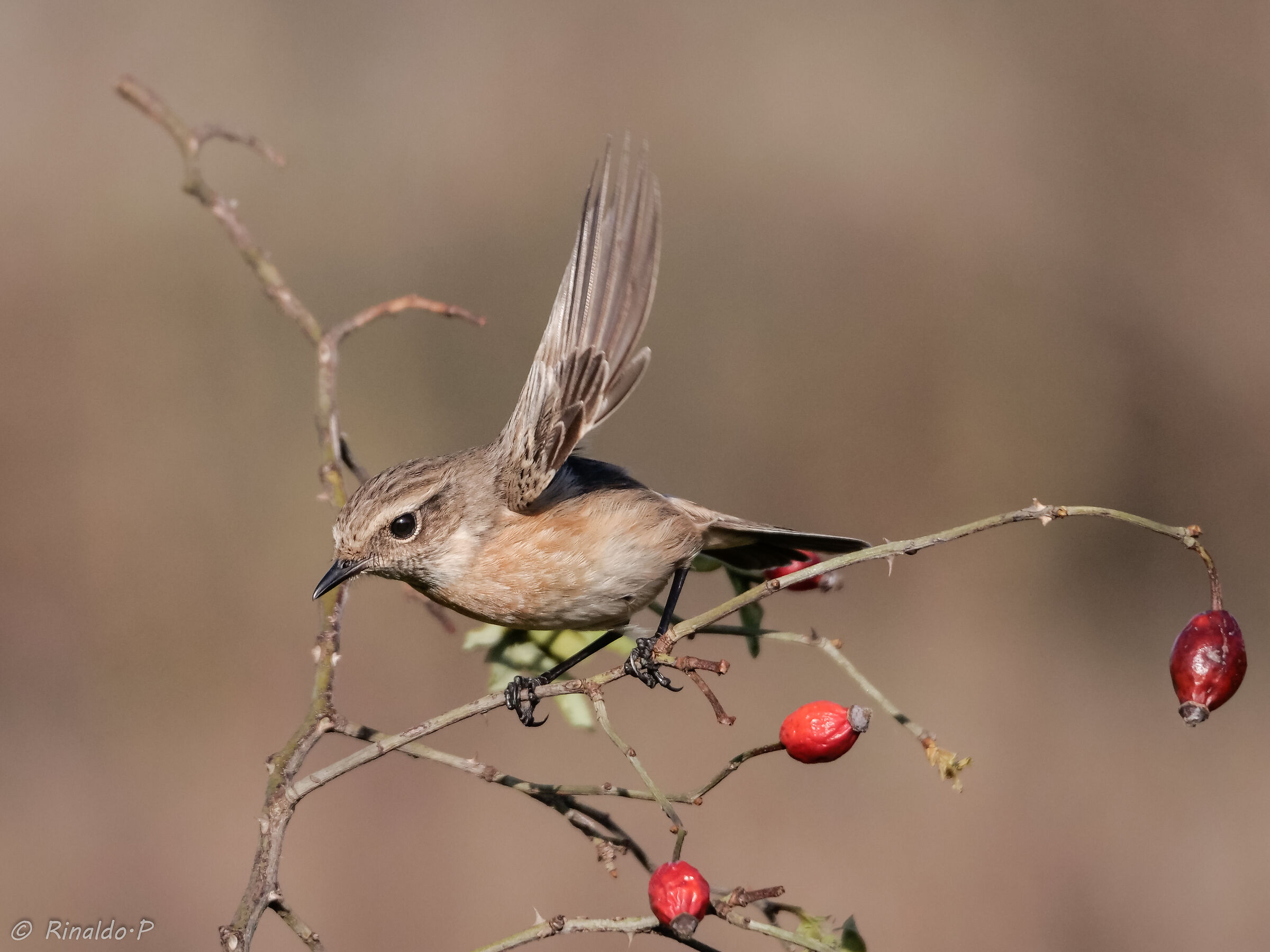 Saltimpalo femmina 1