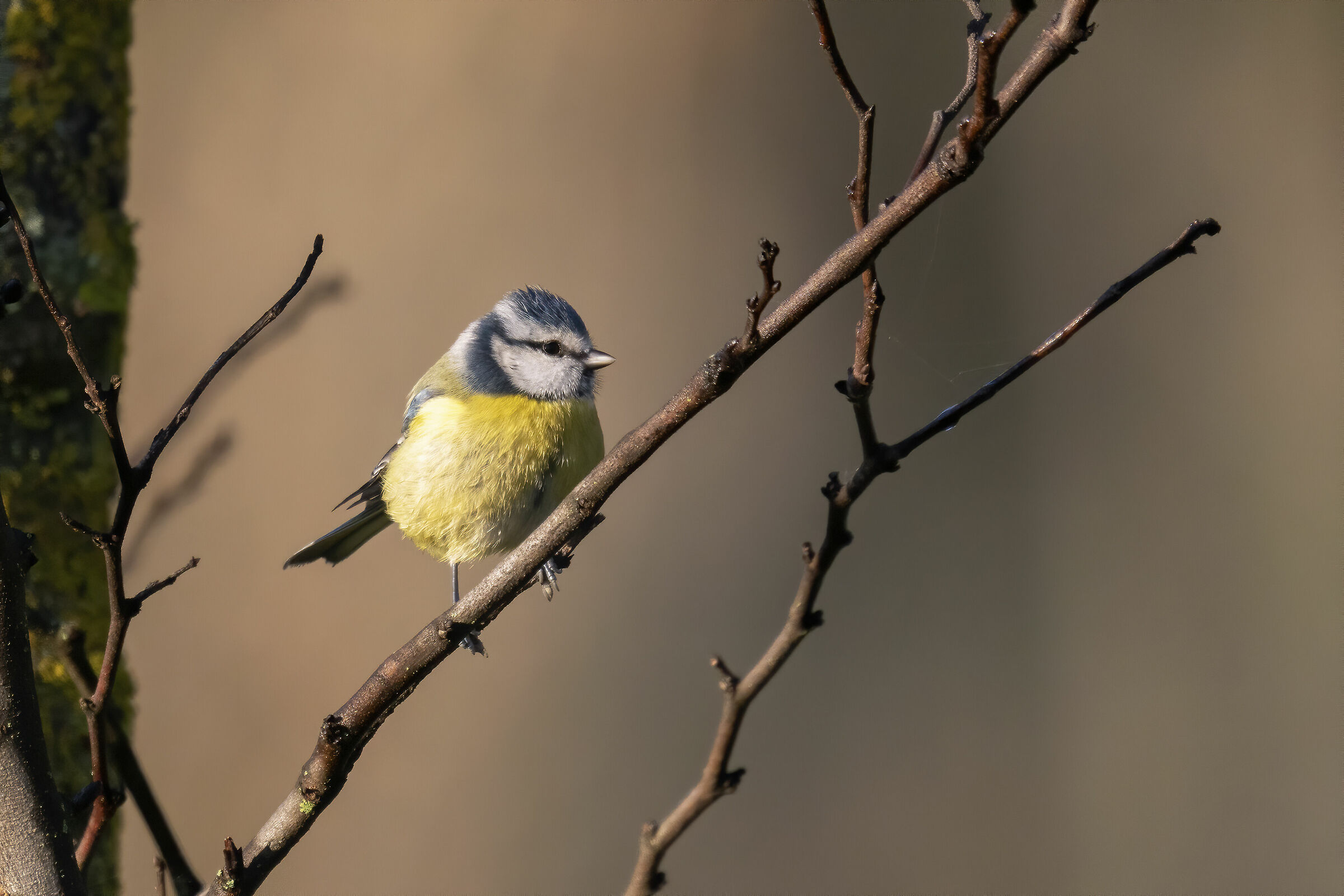Cincie in the Talenti Park in Rome