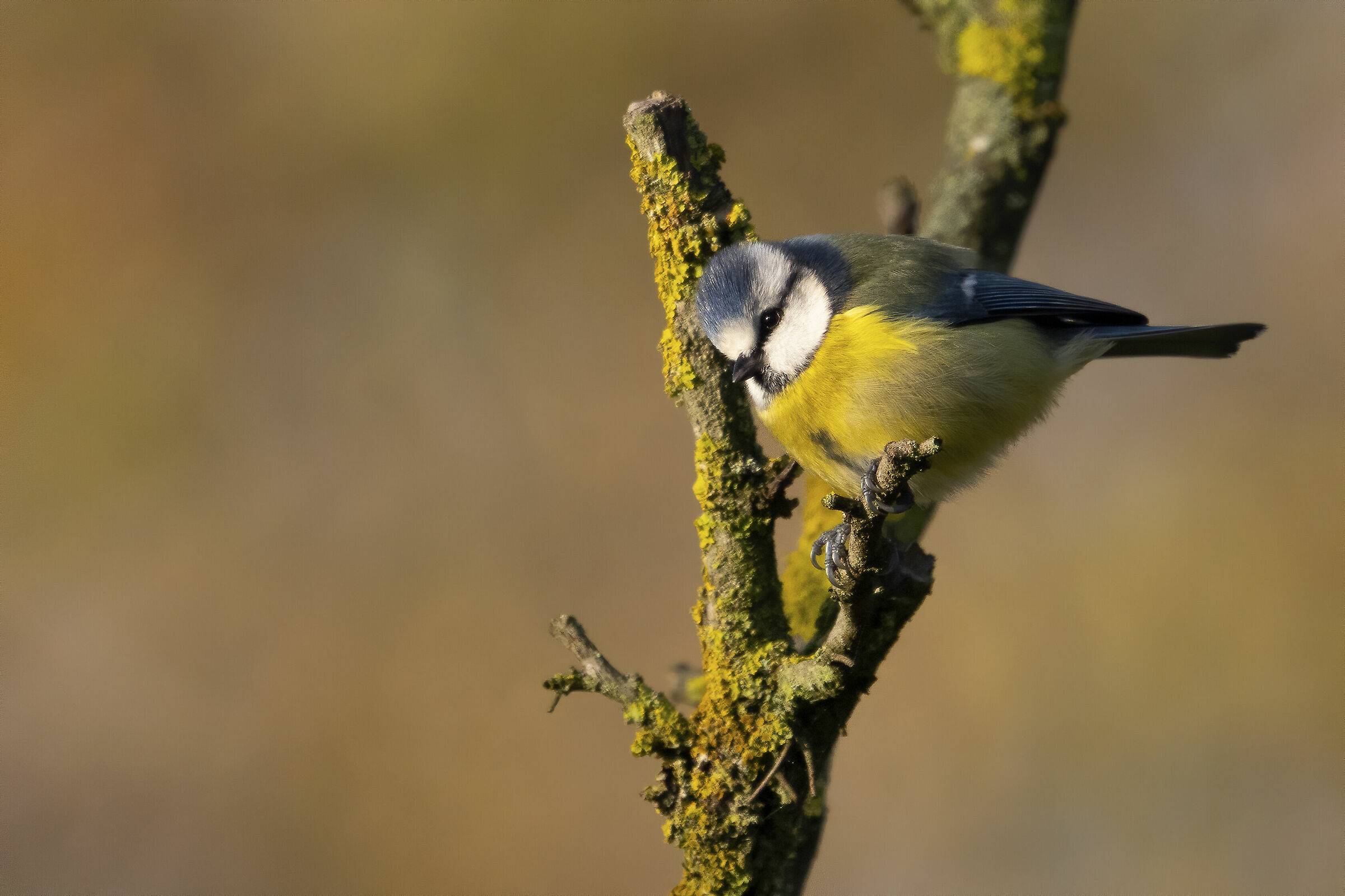 Cincie in the Talenti Park in Rome